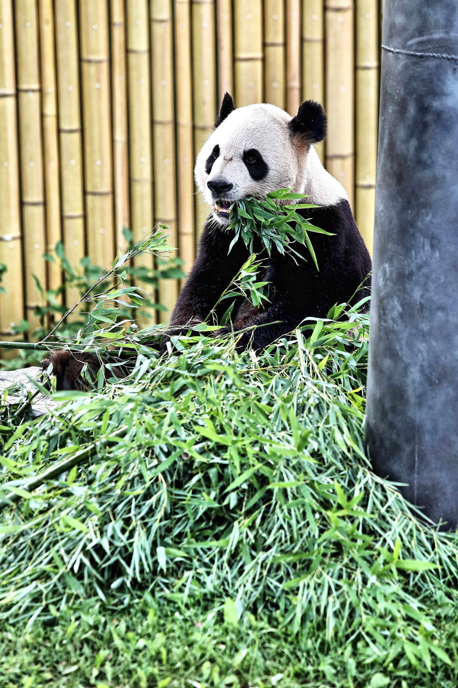 Panda at Toronto Zoo