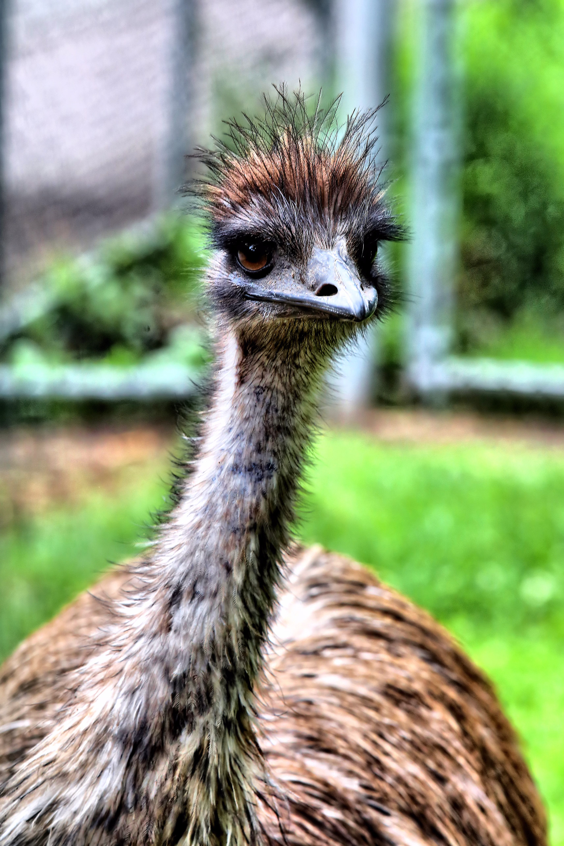 Emu at high Park