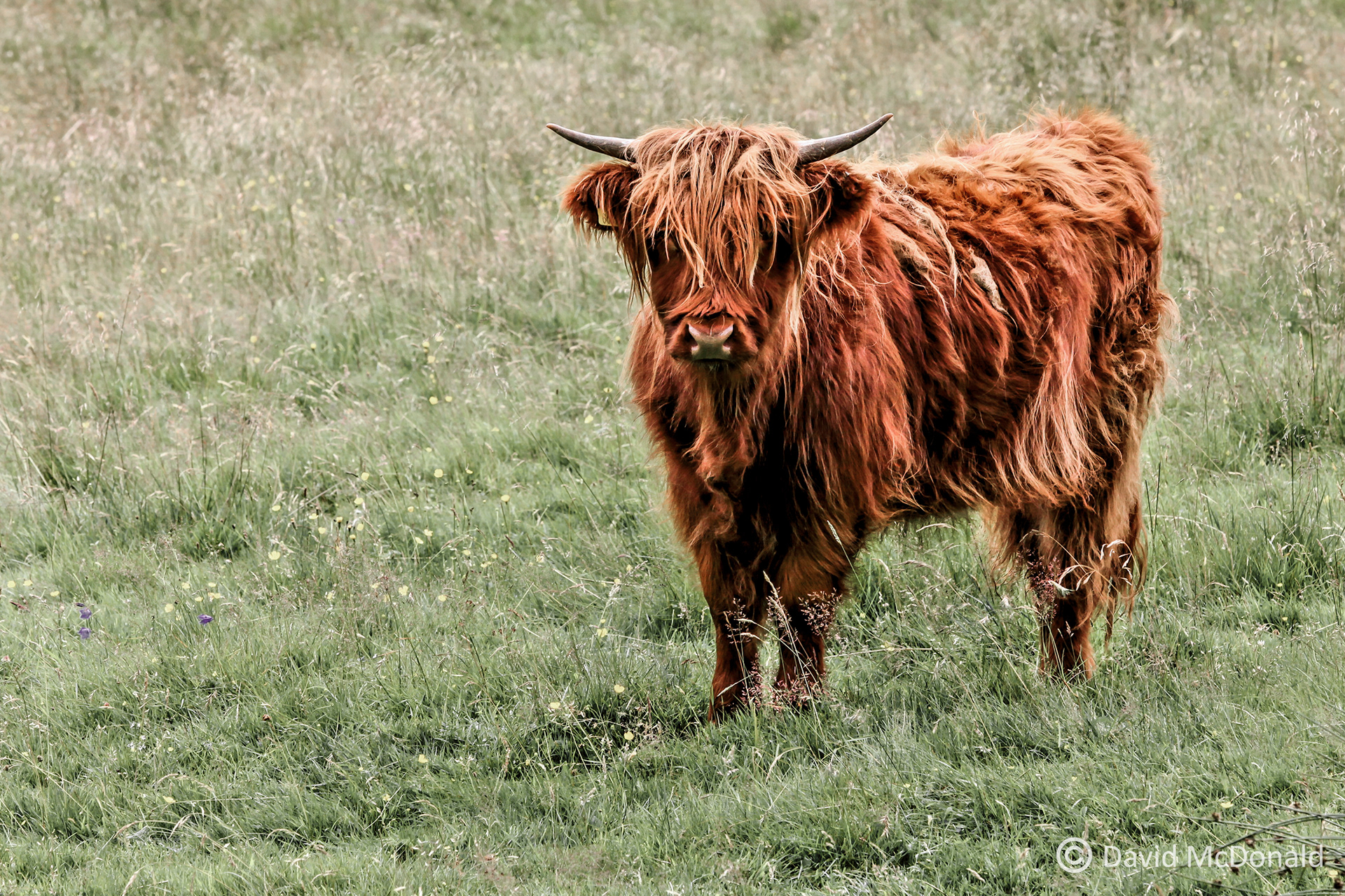 Highland Cattle, Scottish Highlands