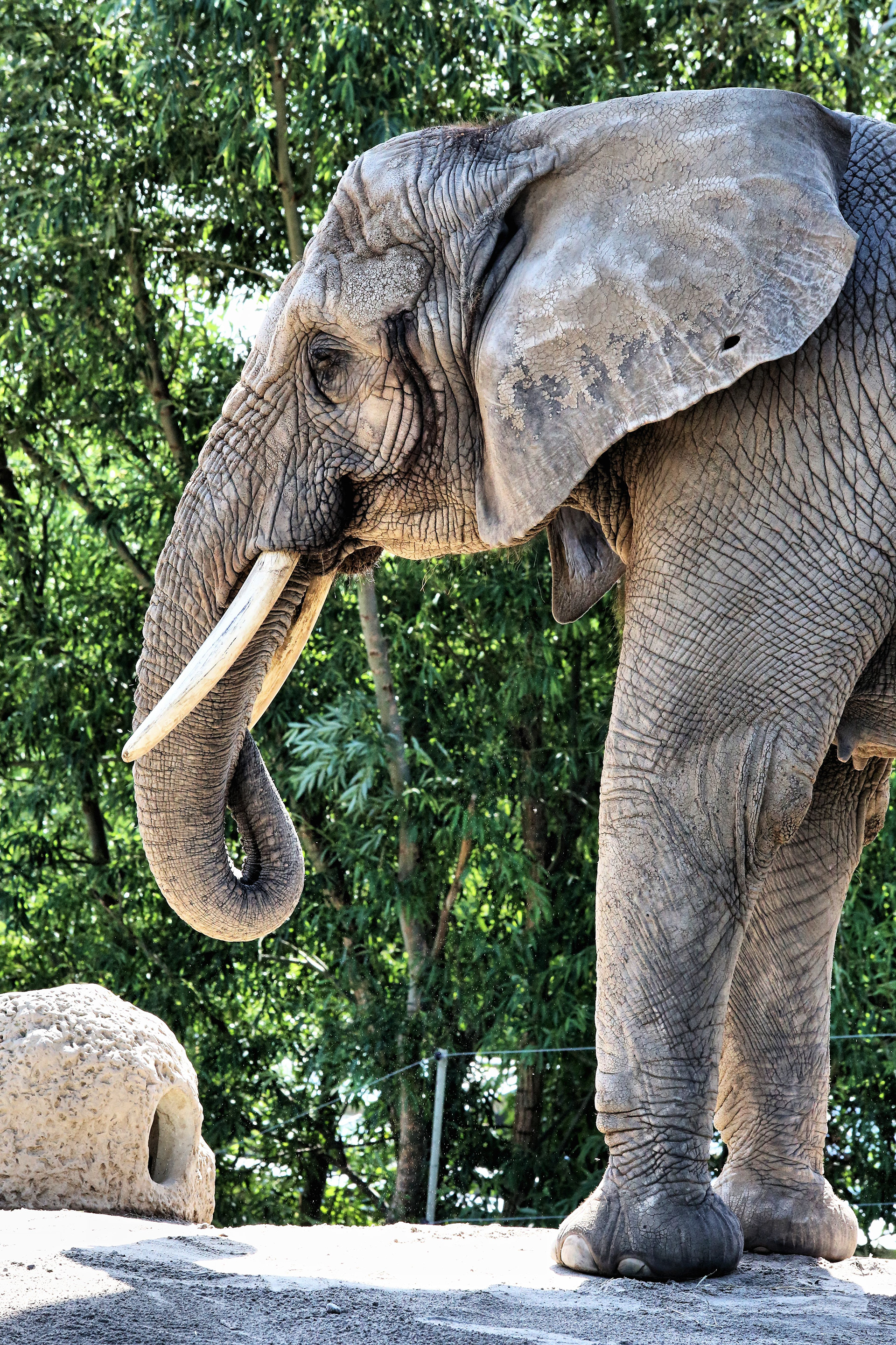 Elephant at Toronto Zoo