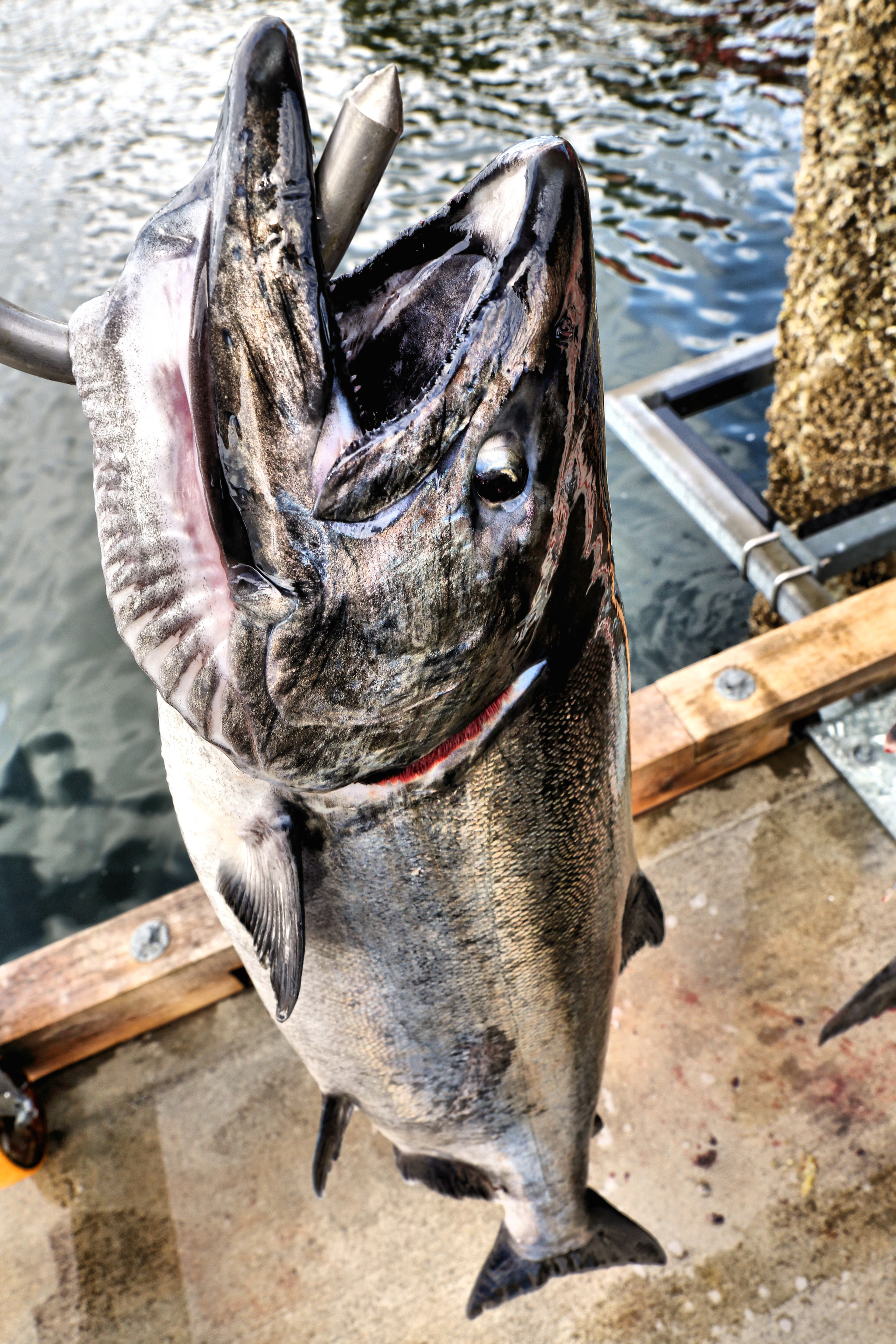 Coho Salmon on Wales Island