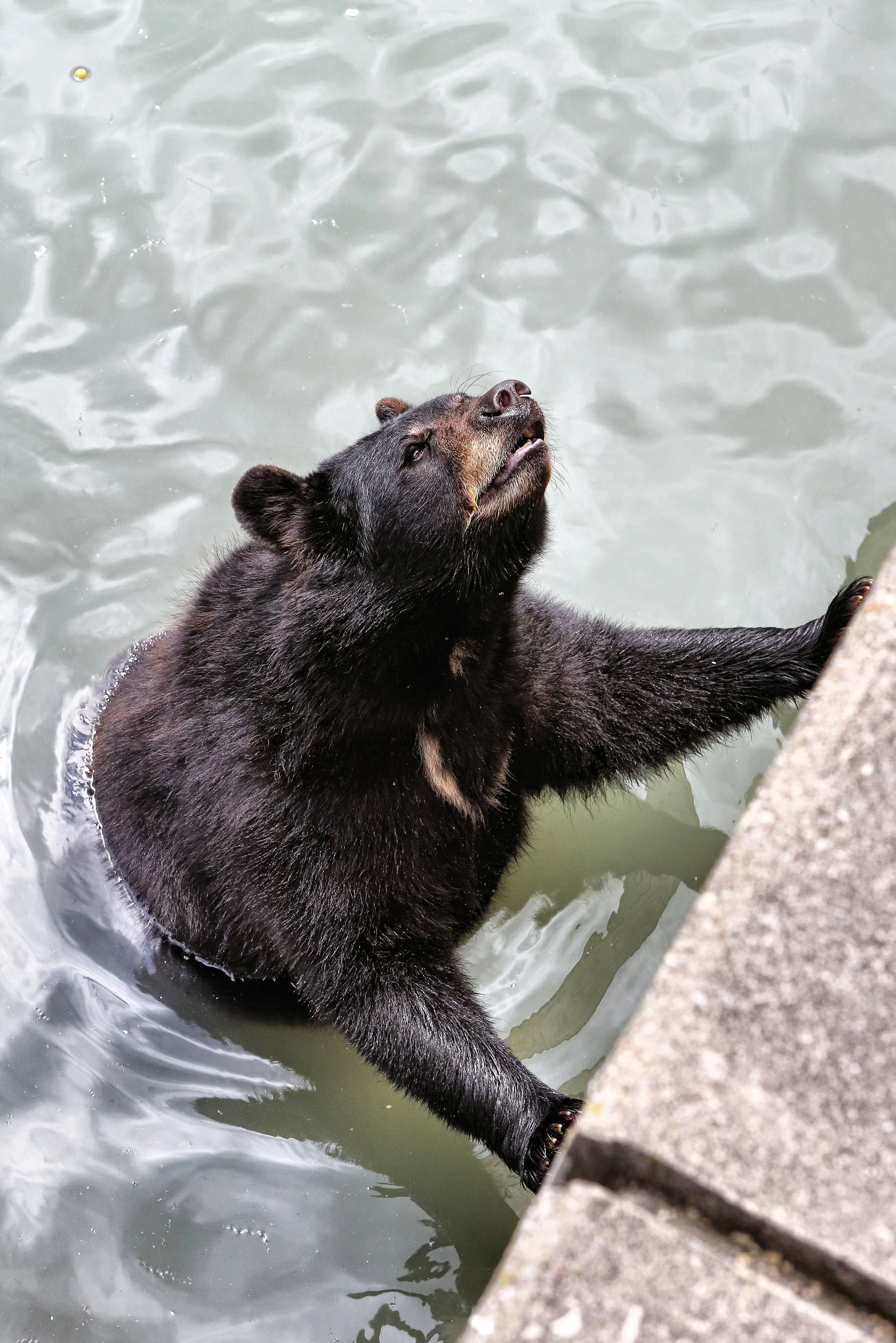 Kodiak bear at Marineland