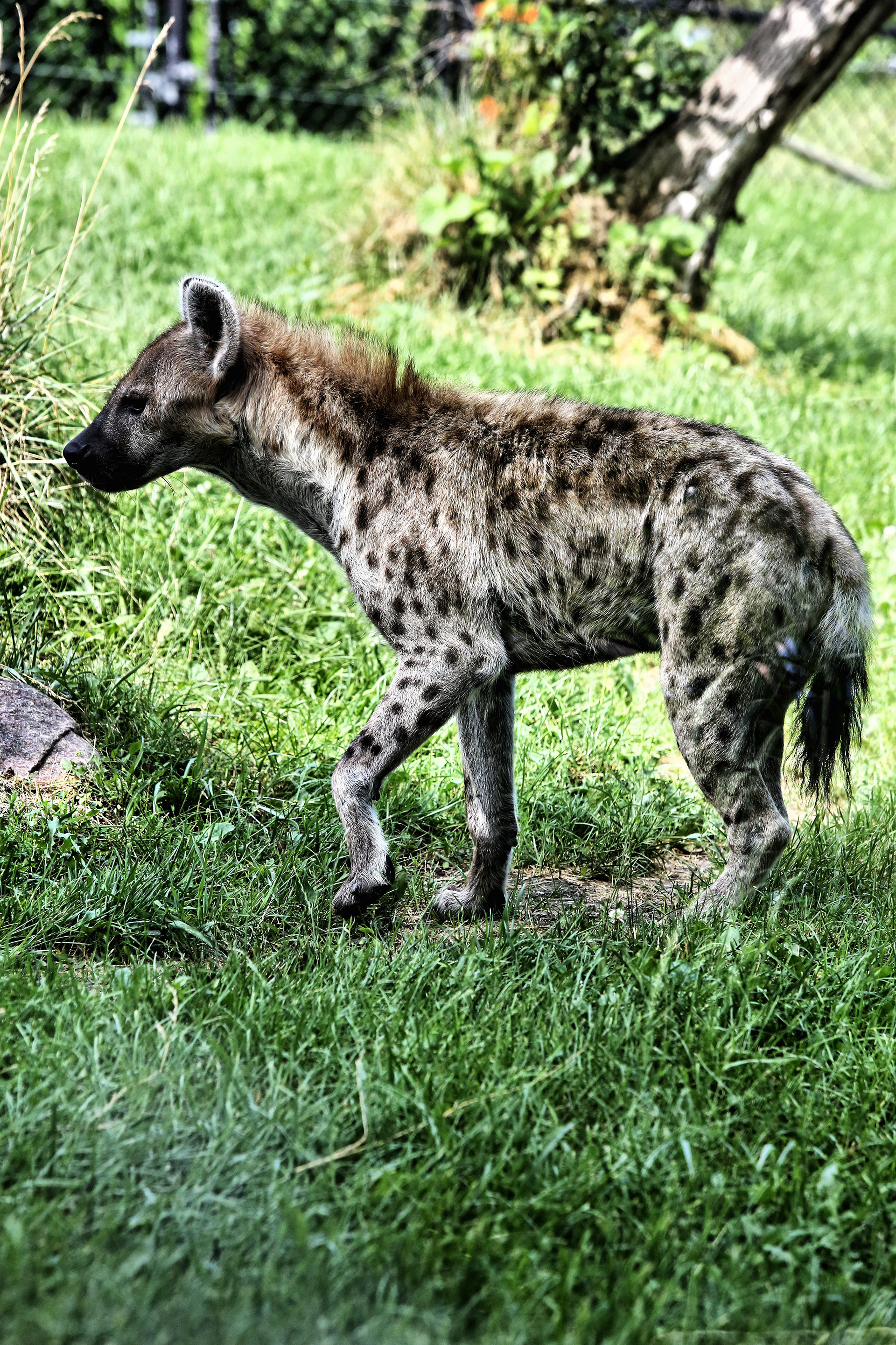 Hyena at Toronto Zoo