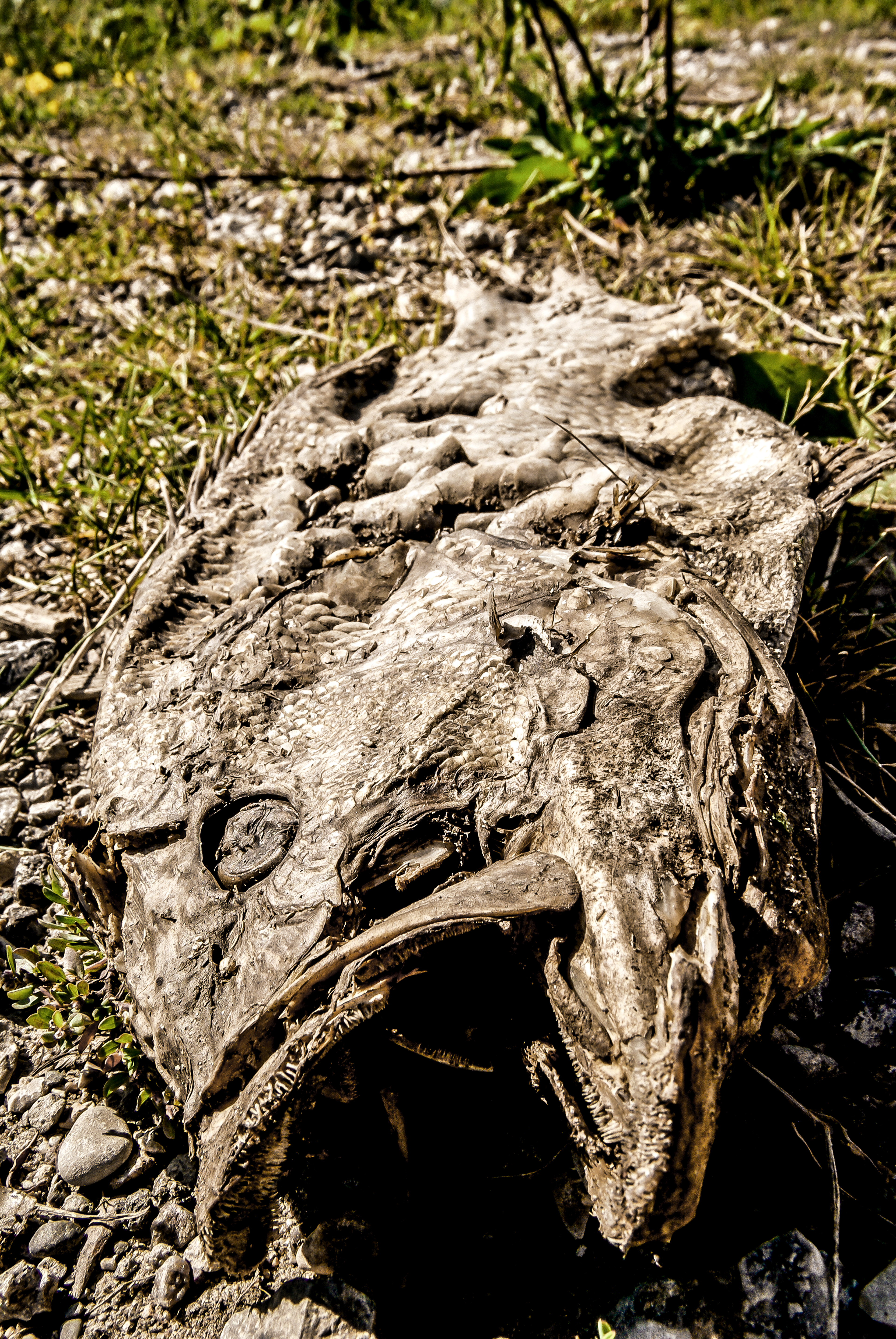 Dead Fish