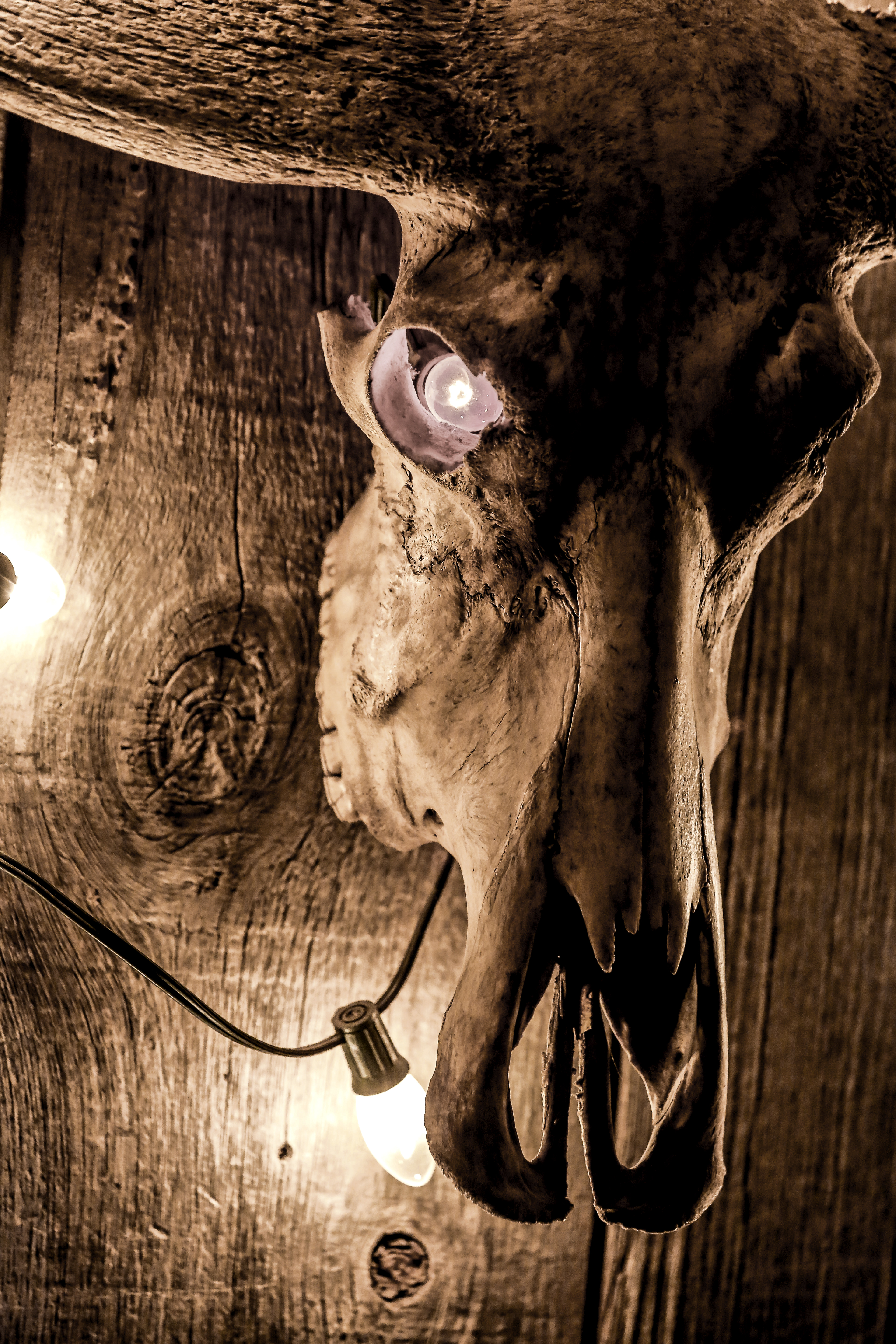 Dakota Tavern Skull