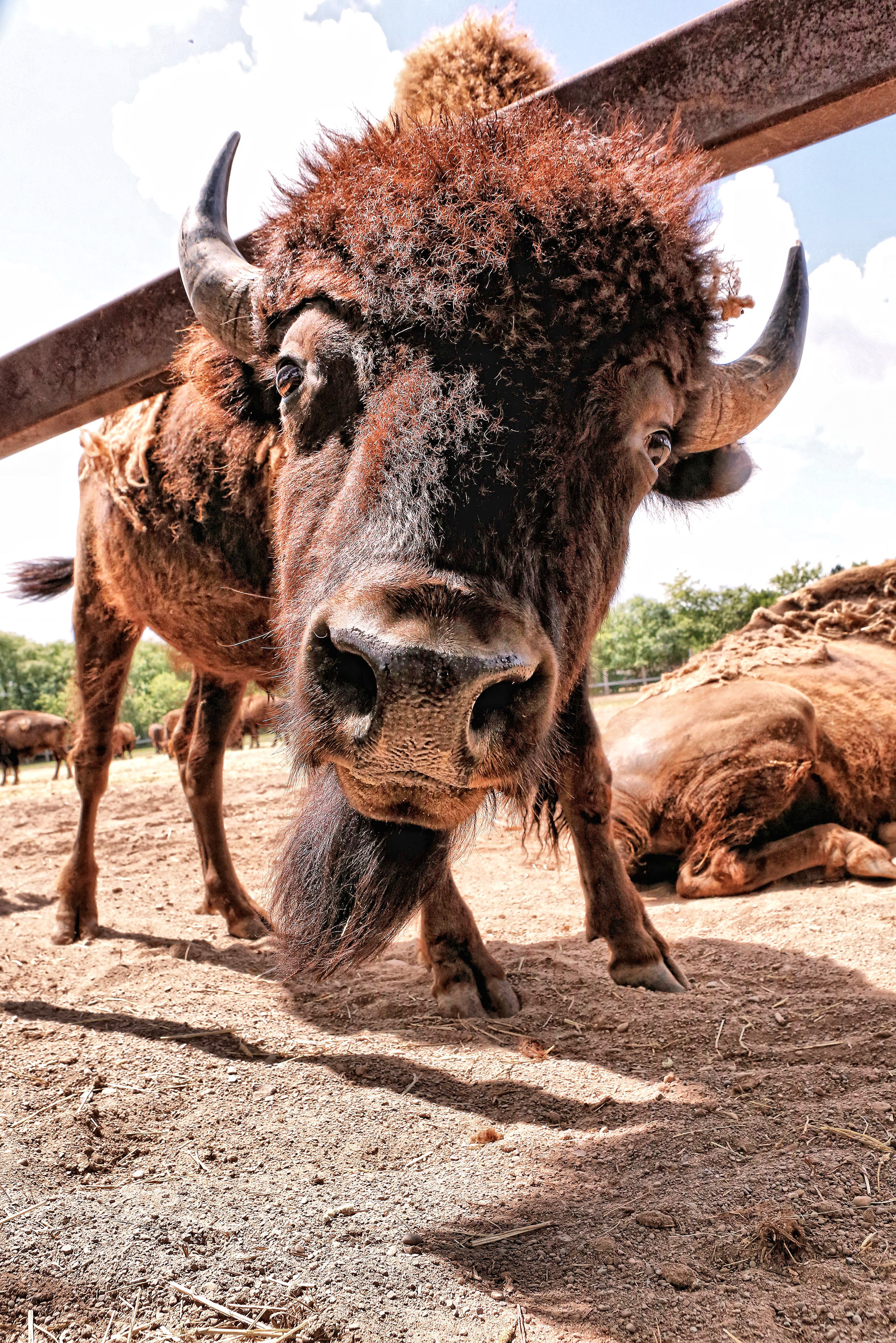 Buffalo at Marineland