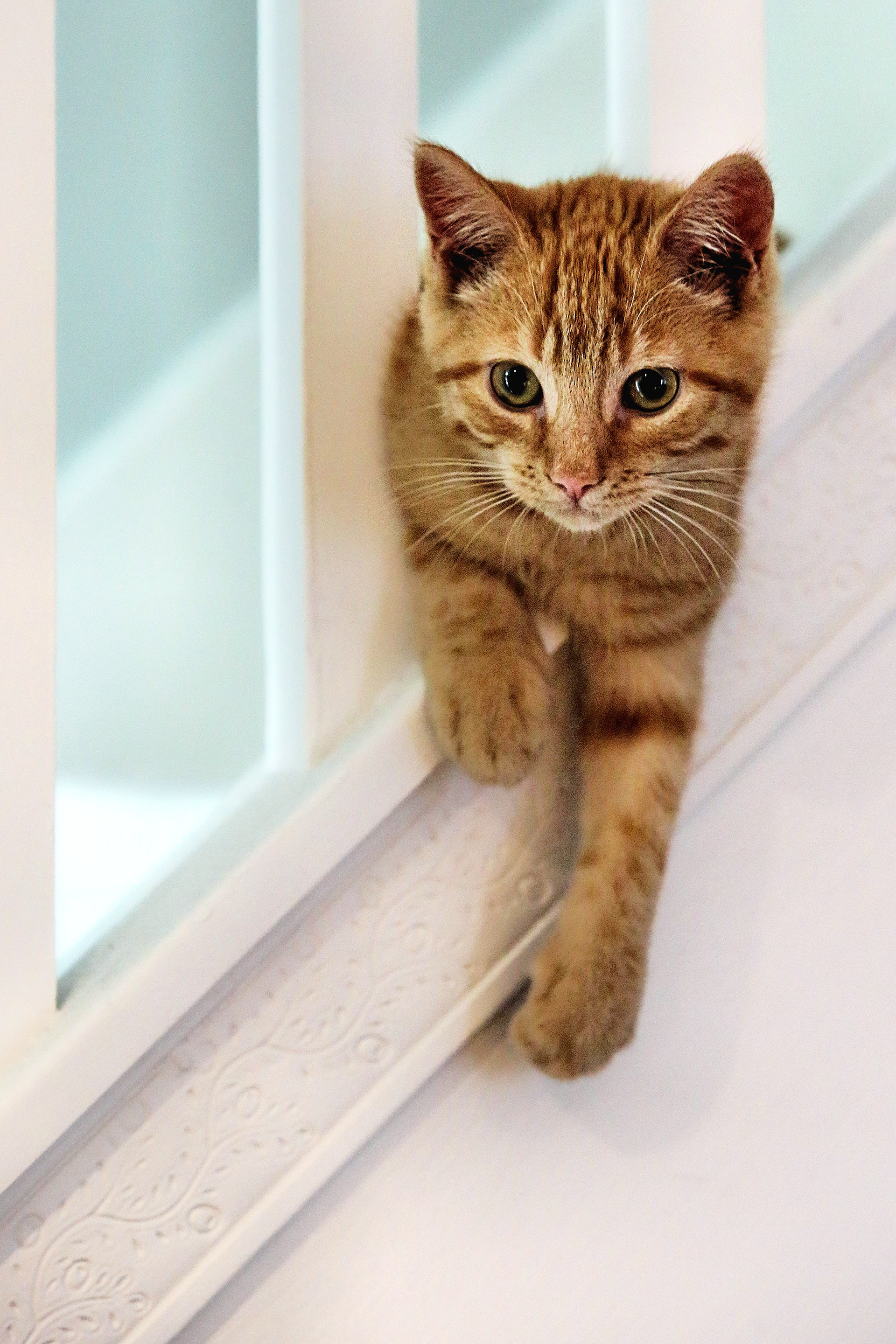 Peanut