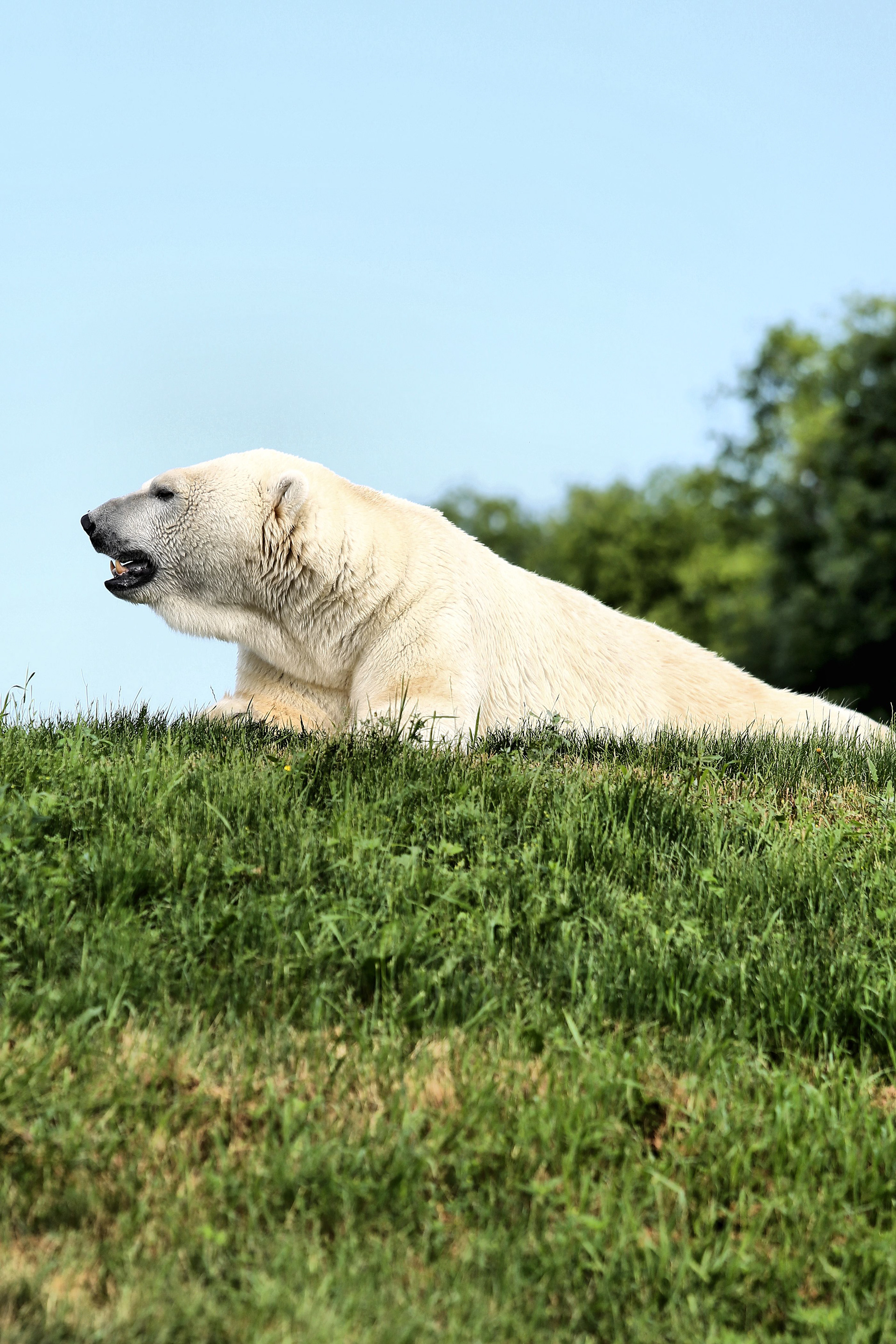 Polar Bear at Toronto Zoo