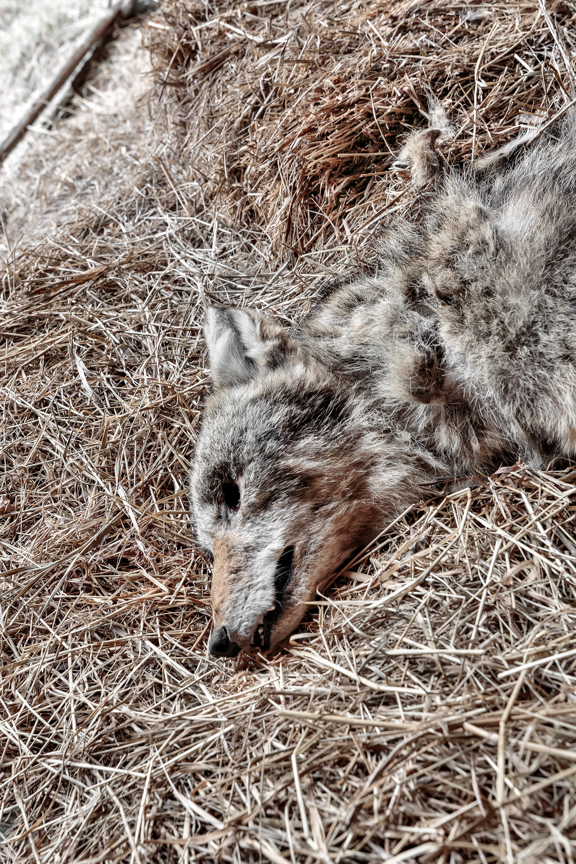Dead Coyote in Hayloft