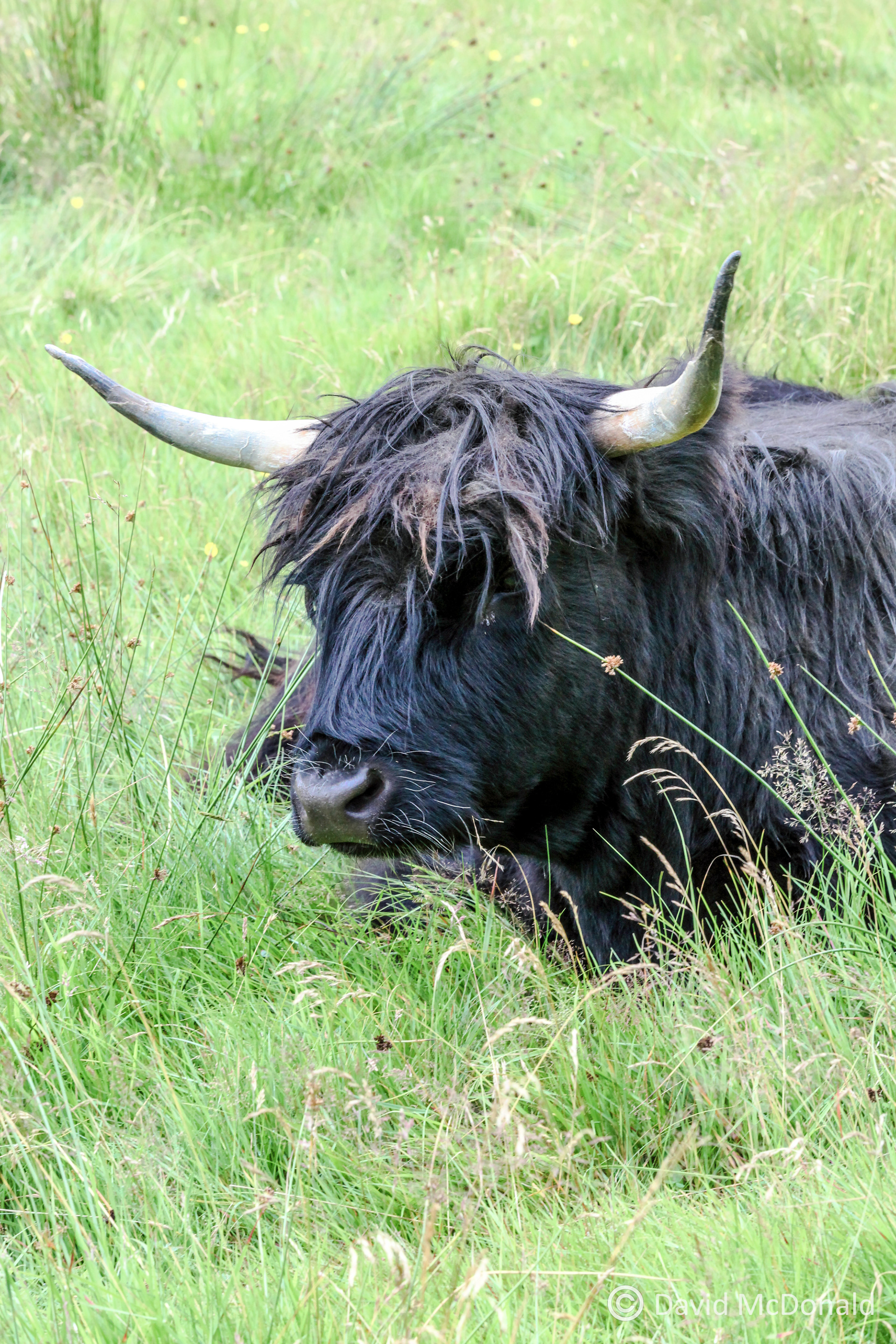Highland Cattle, Scottish Highlands