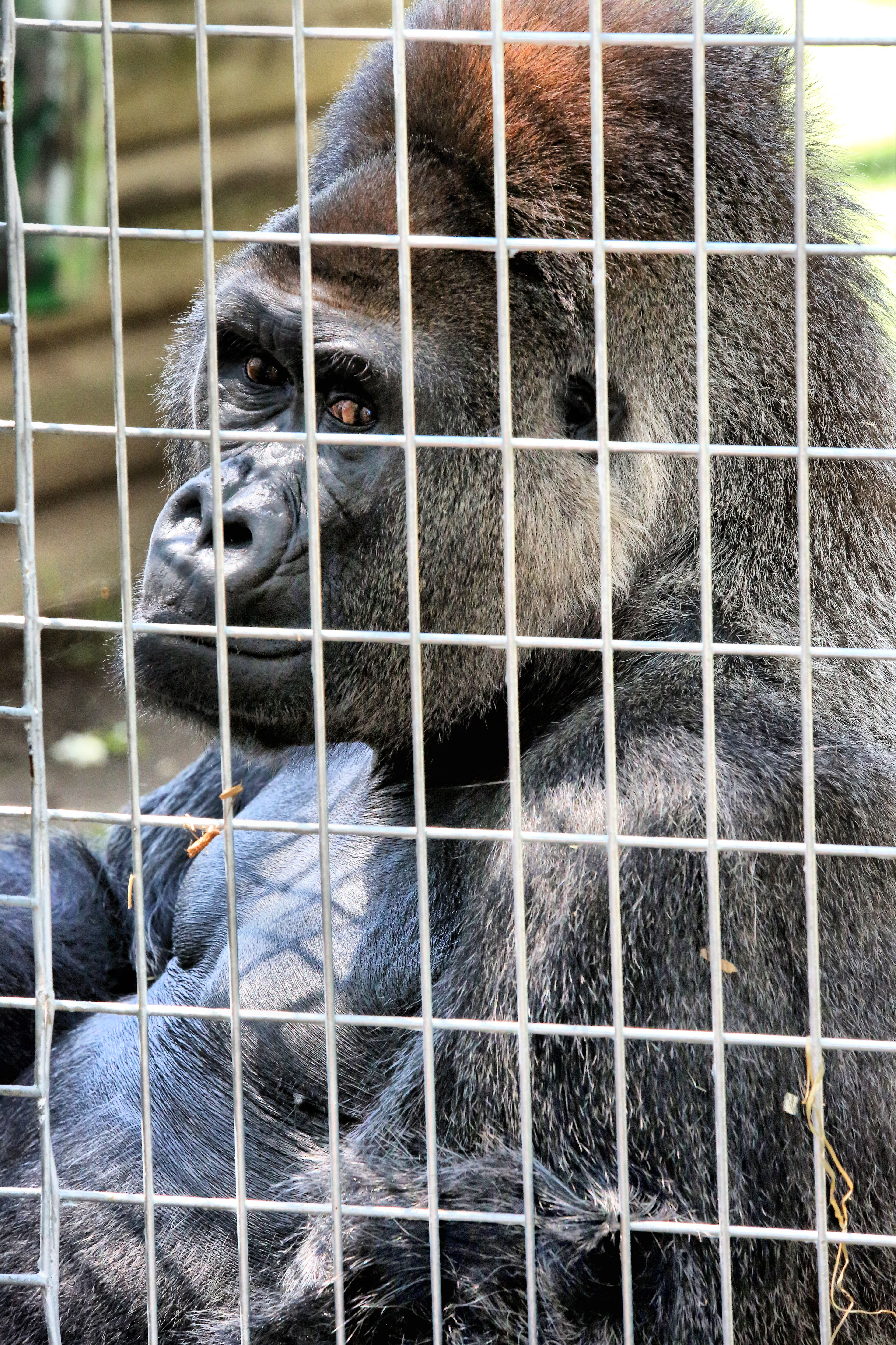 Gorilla at Toronto Zoo