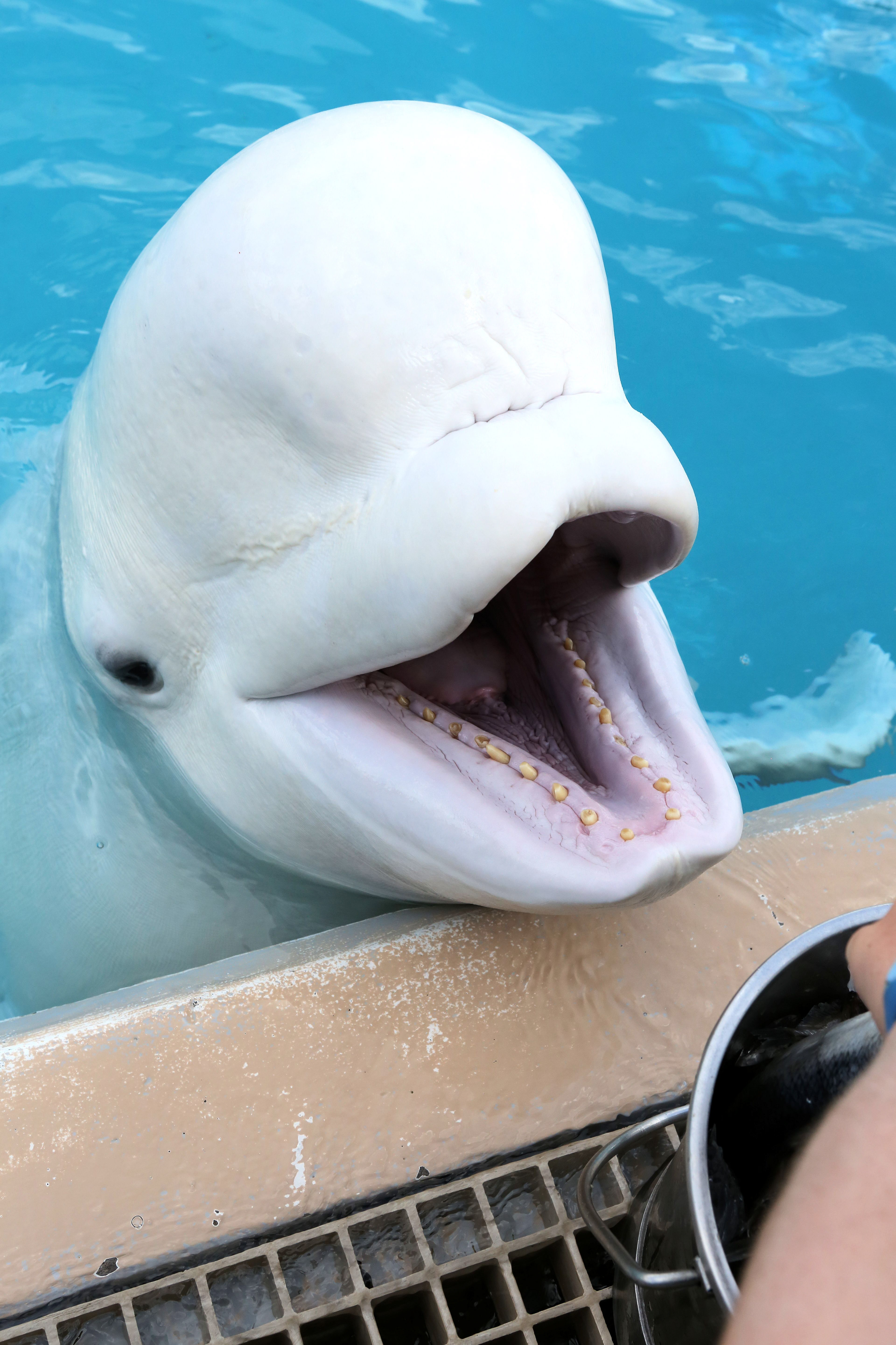 Beluga at Marineland