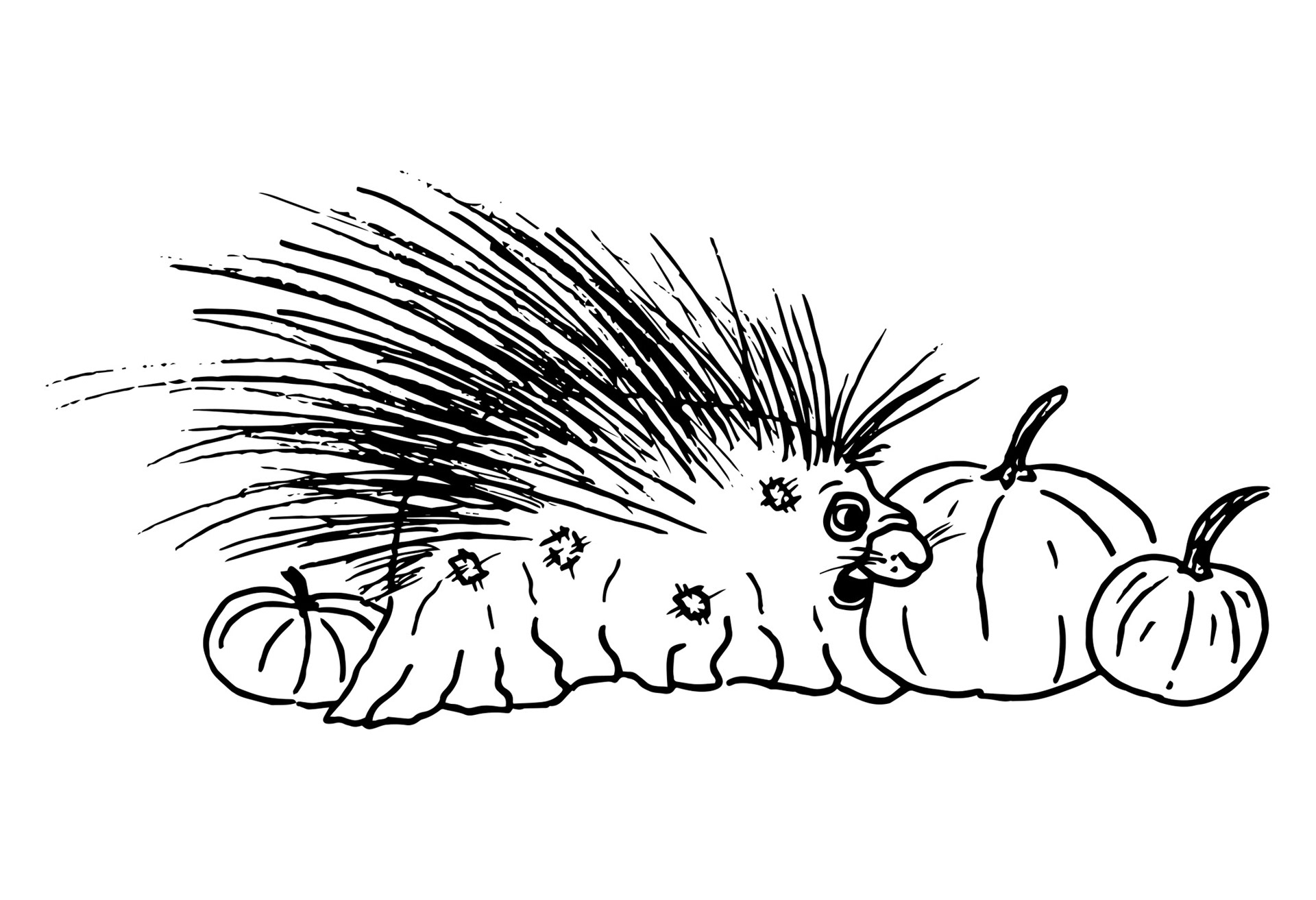 "Porcupine Patch"