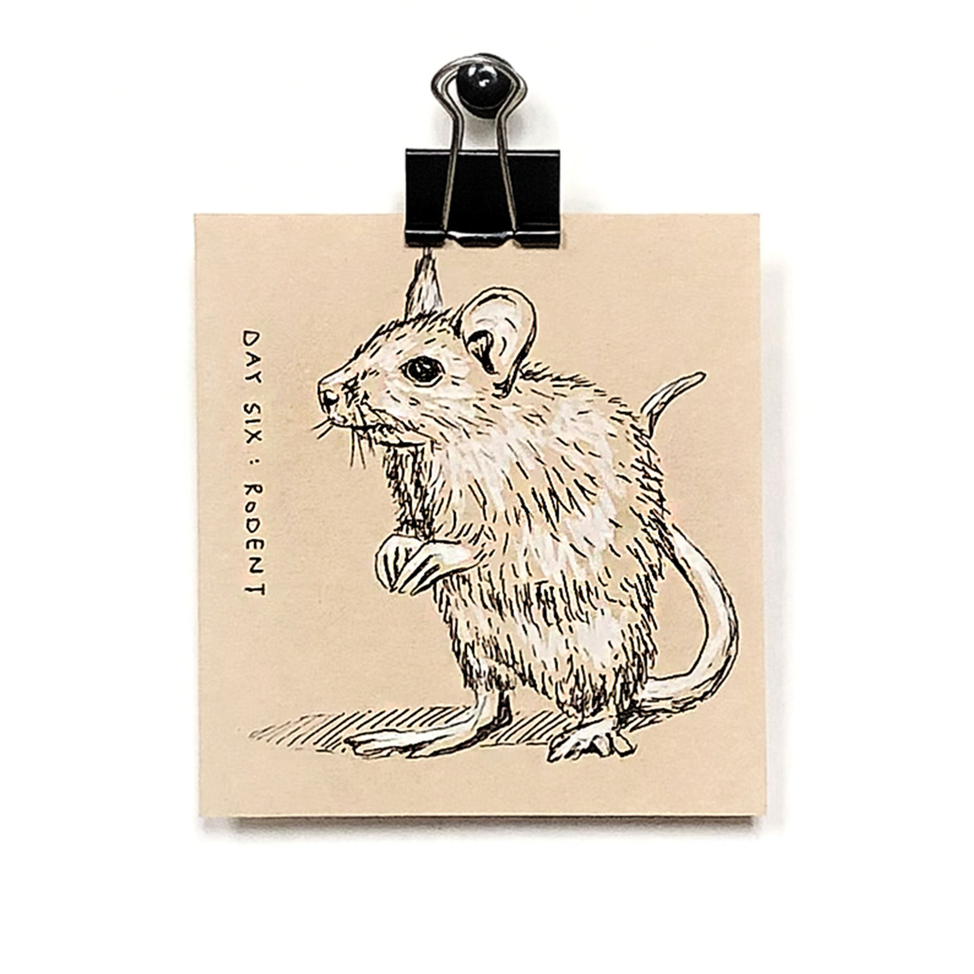 Rodent