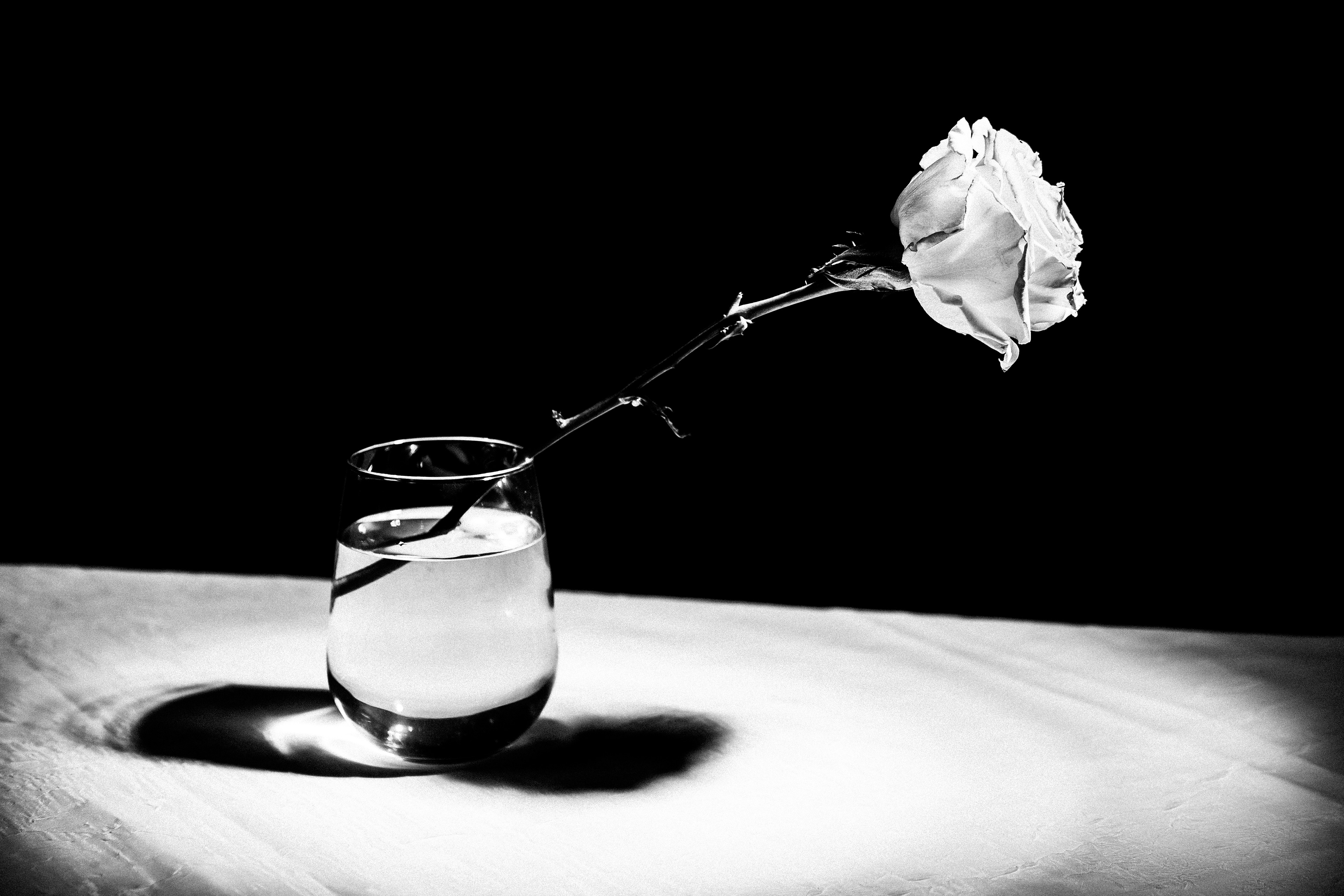 White Noise Rose, 2025