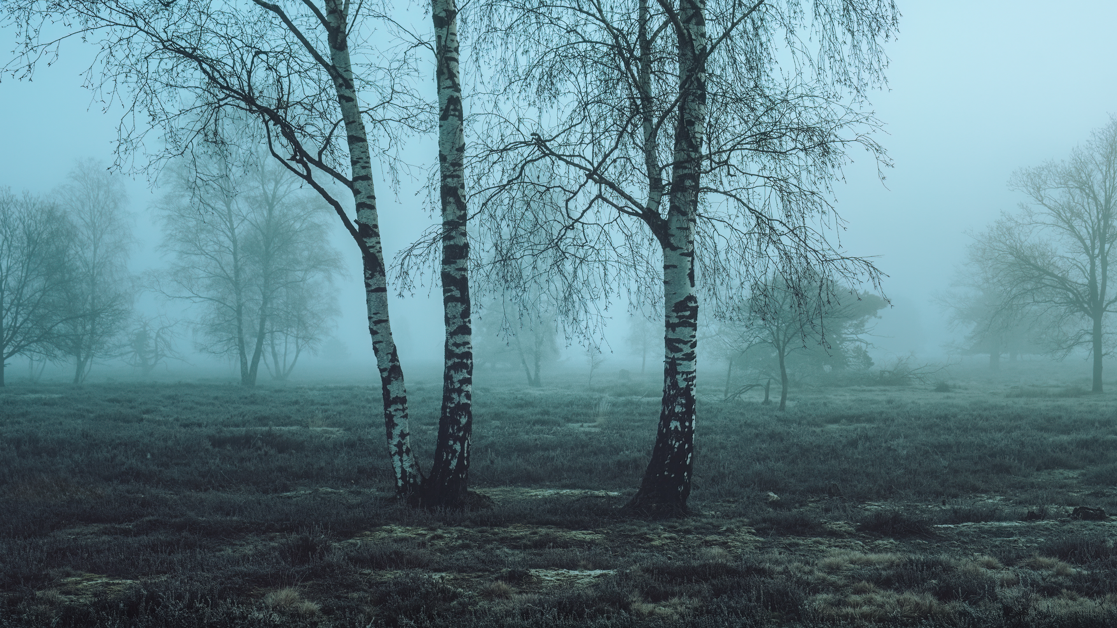 Morning Mist