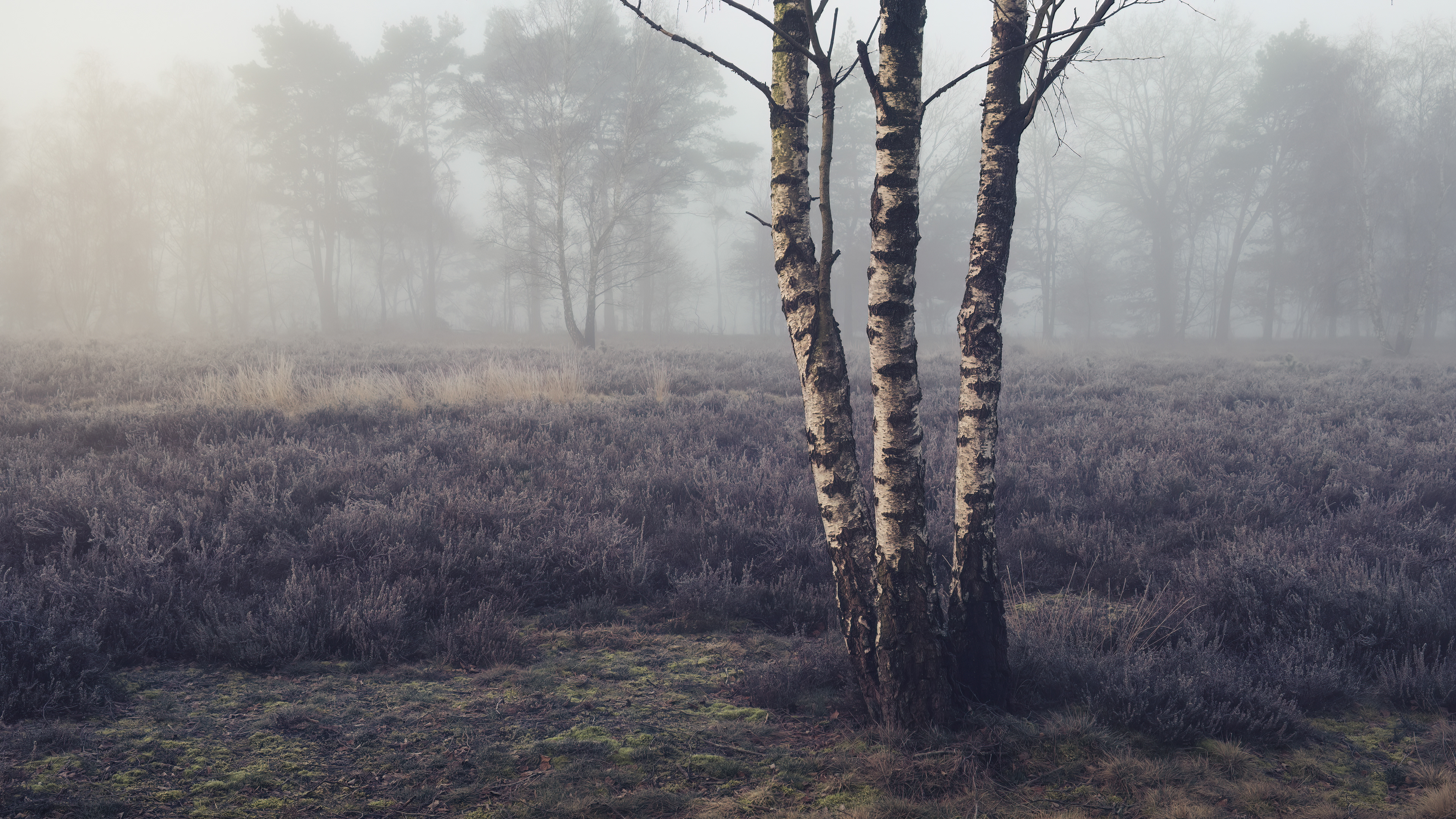 Lüneburger Heide