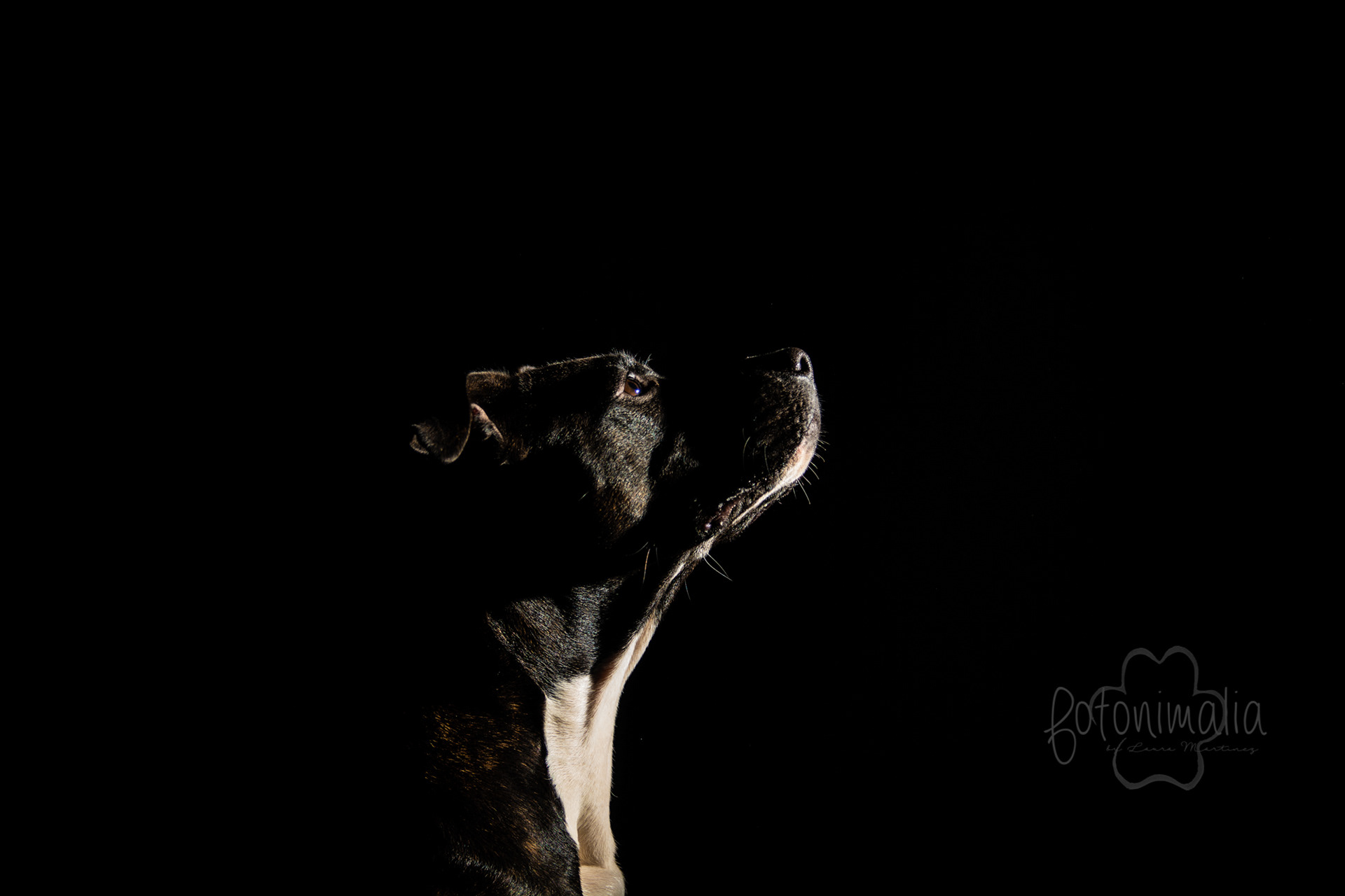 Fotografia perros Lleida