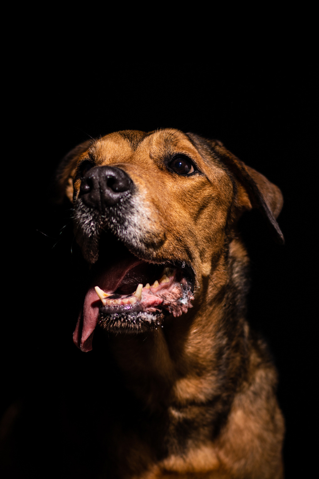 Fotografia perros Lleida