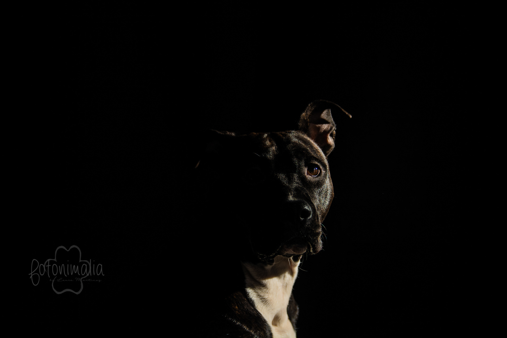 Fotografia perros Lleida