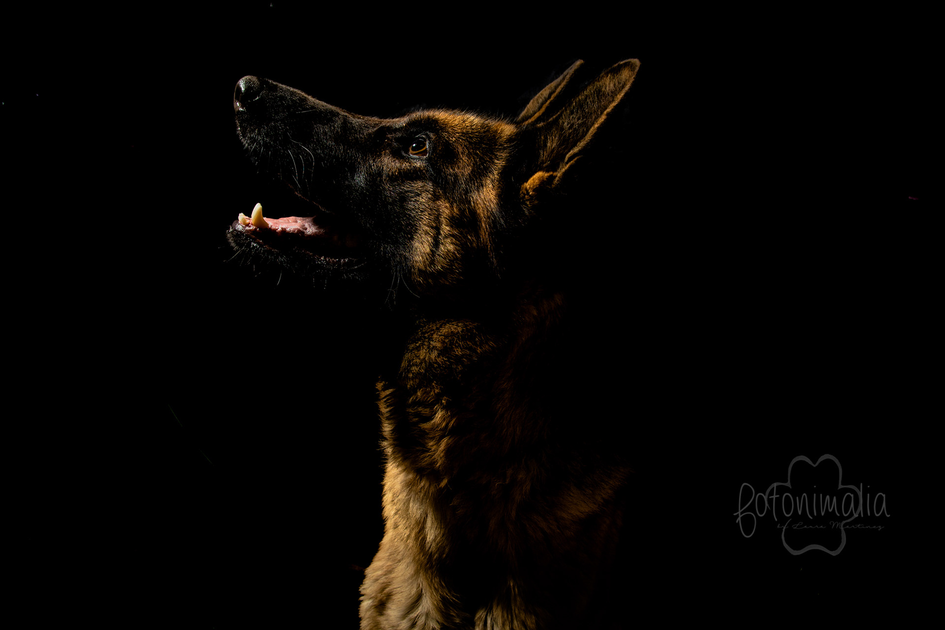 Fotografia perros Lleida