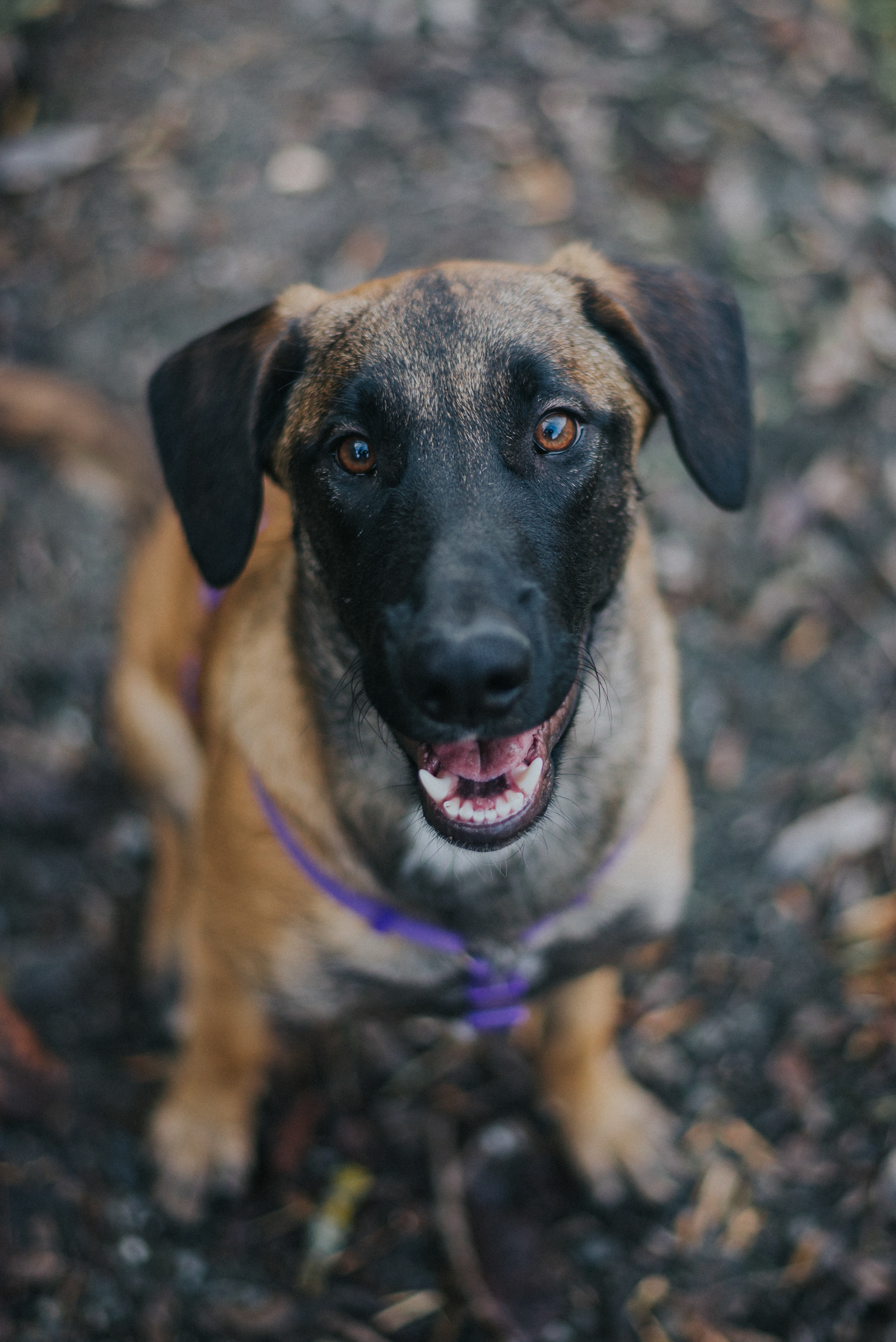 Fotografia perros Lleida