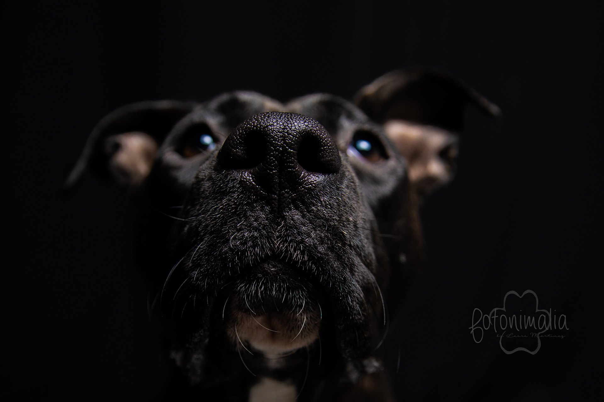 Fotografia perros Lleida