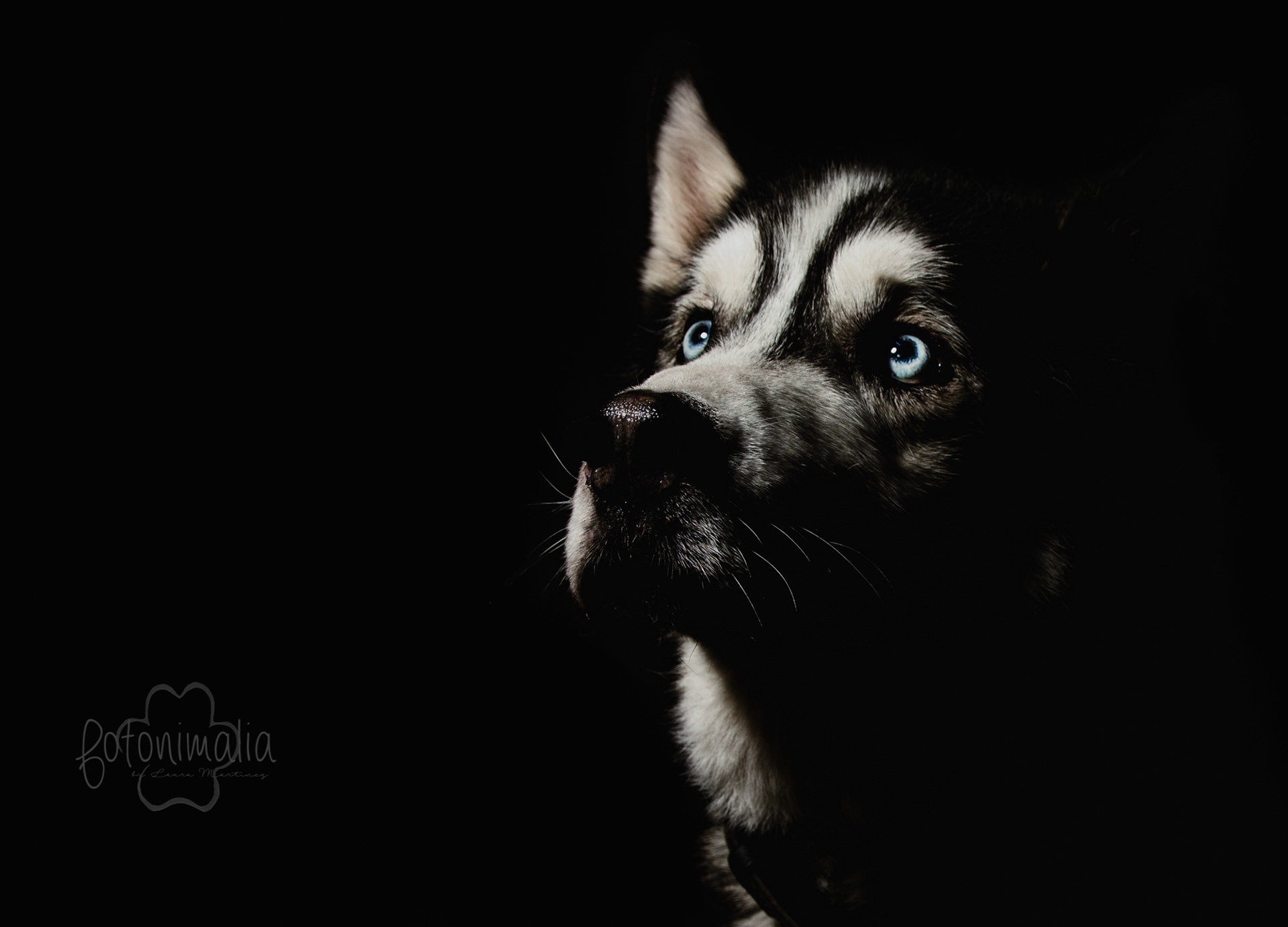 Fotografia perros Lleida