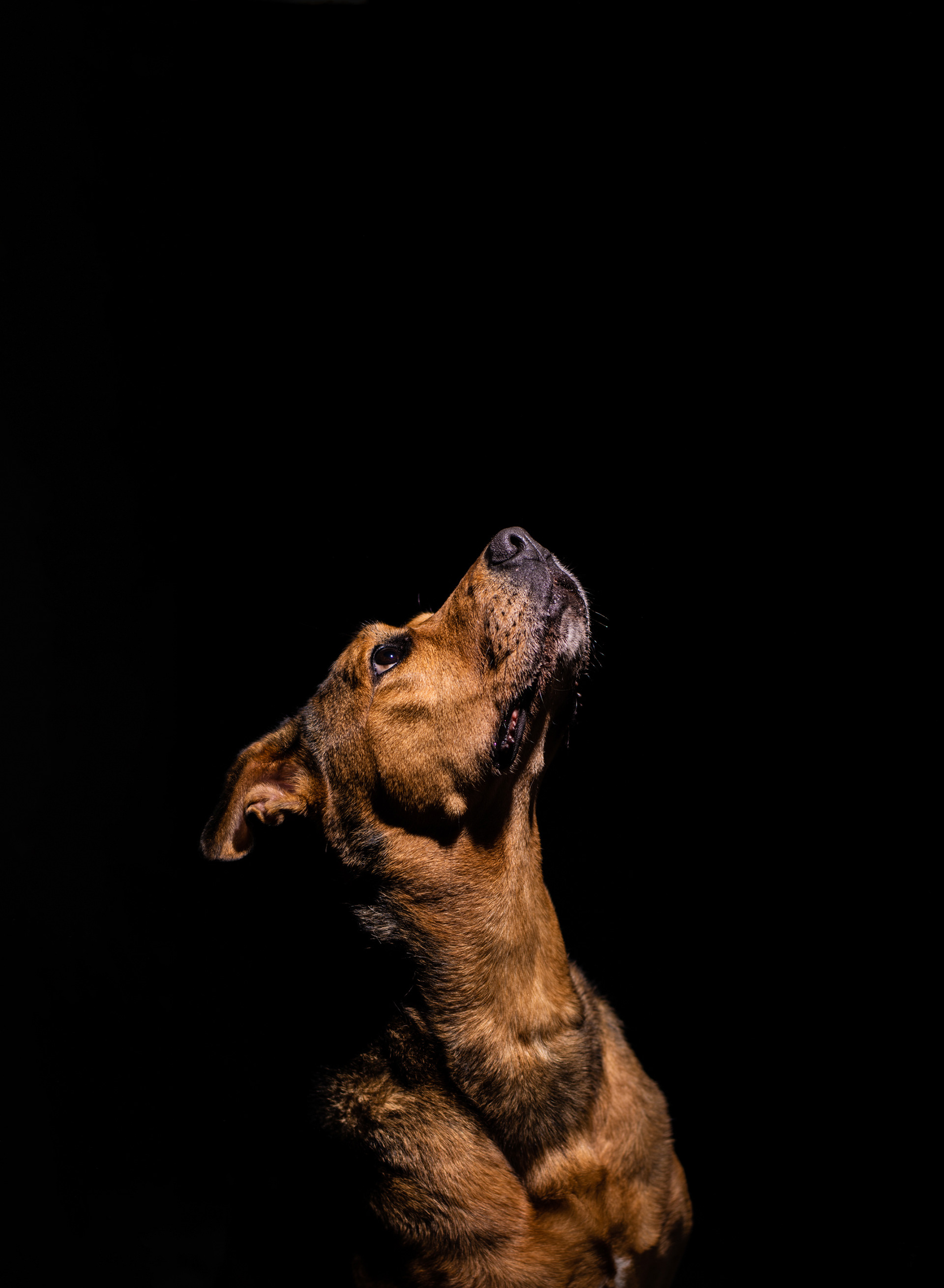 Fotografia perros Lleida