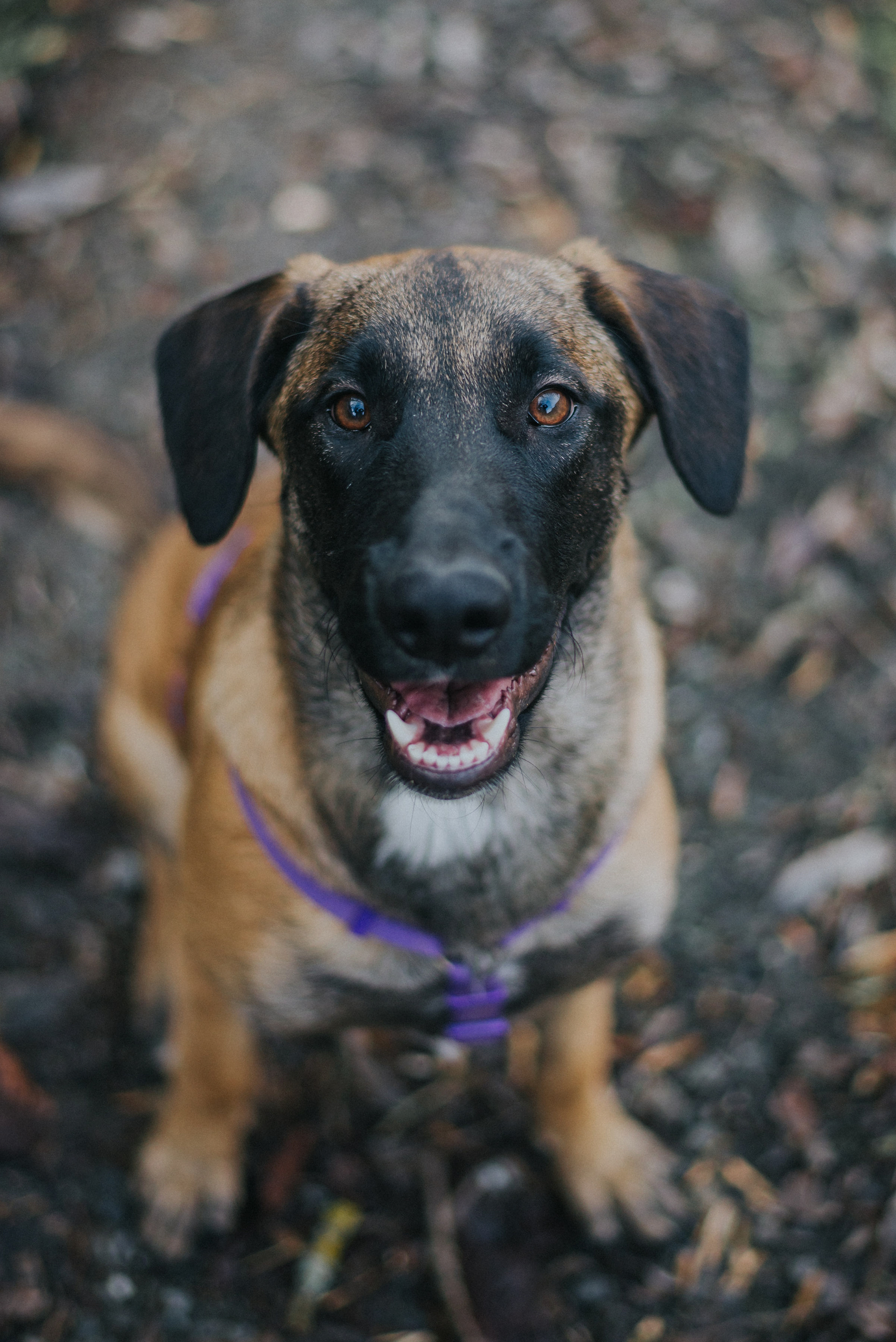 fotografia-perros-lleida
