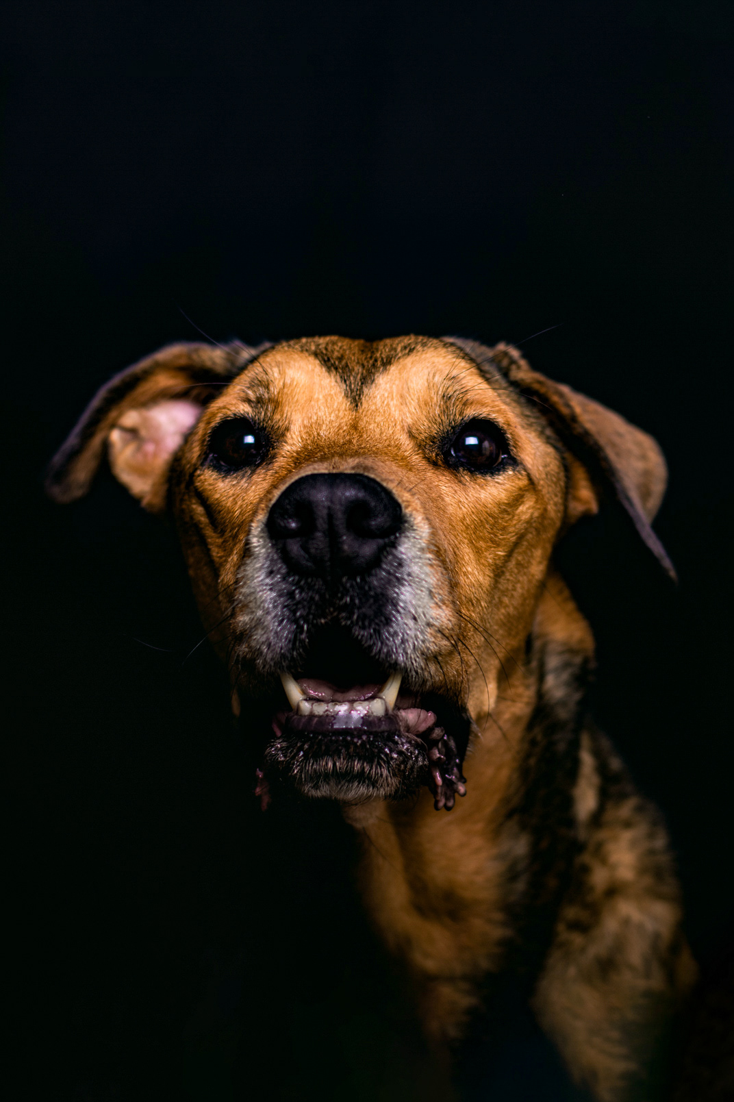 Fotografia perros Lleida