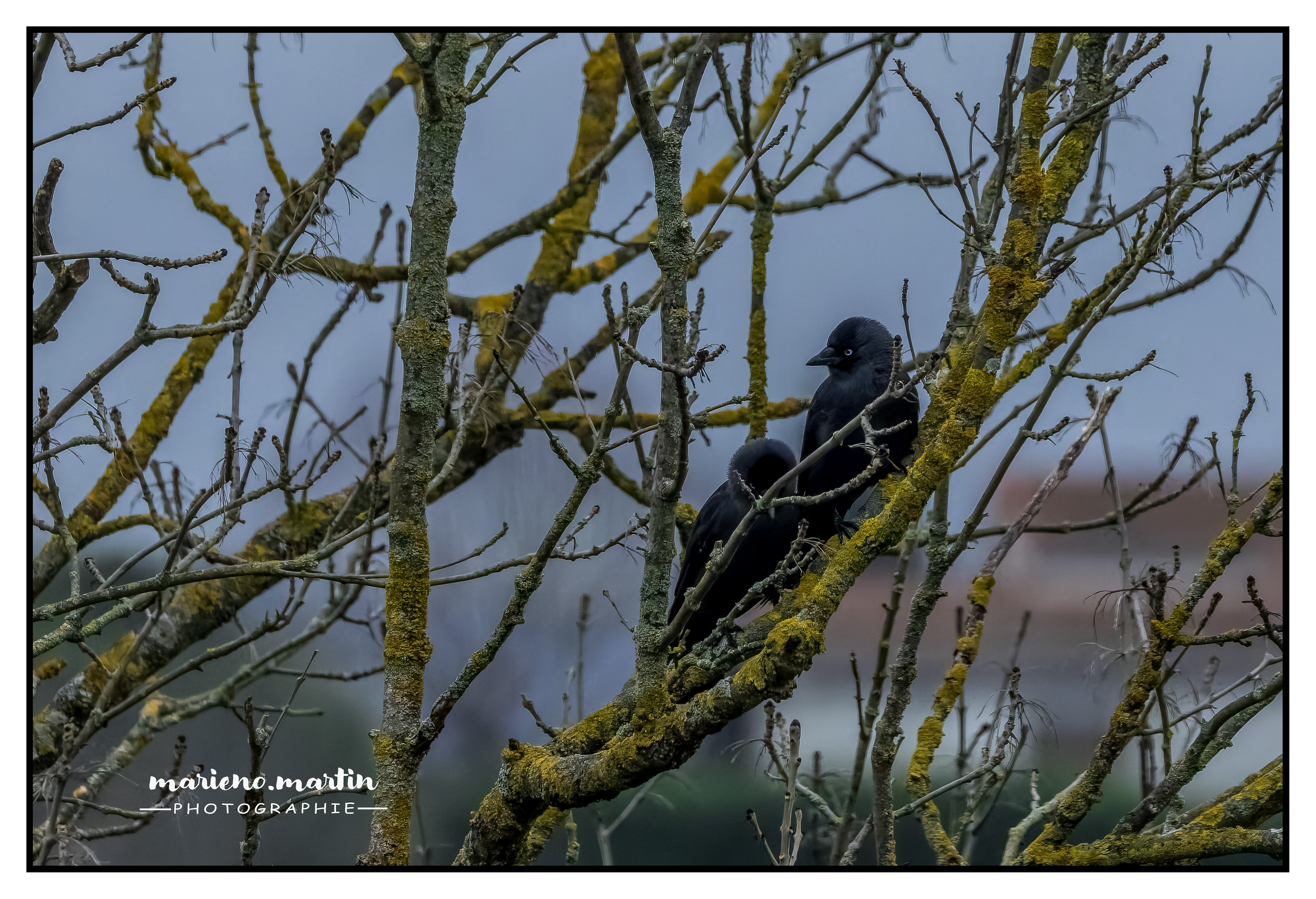 Les corneilles