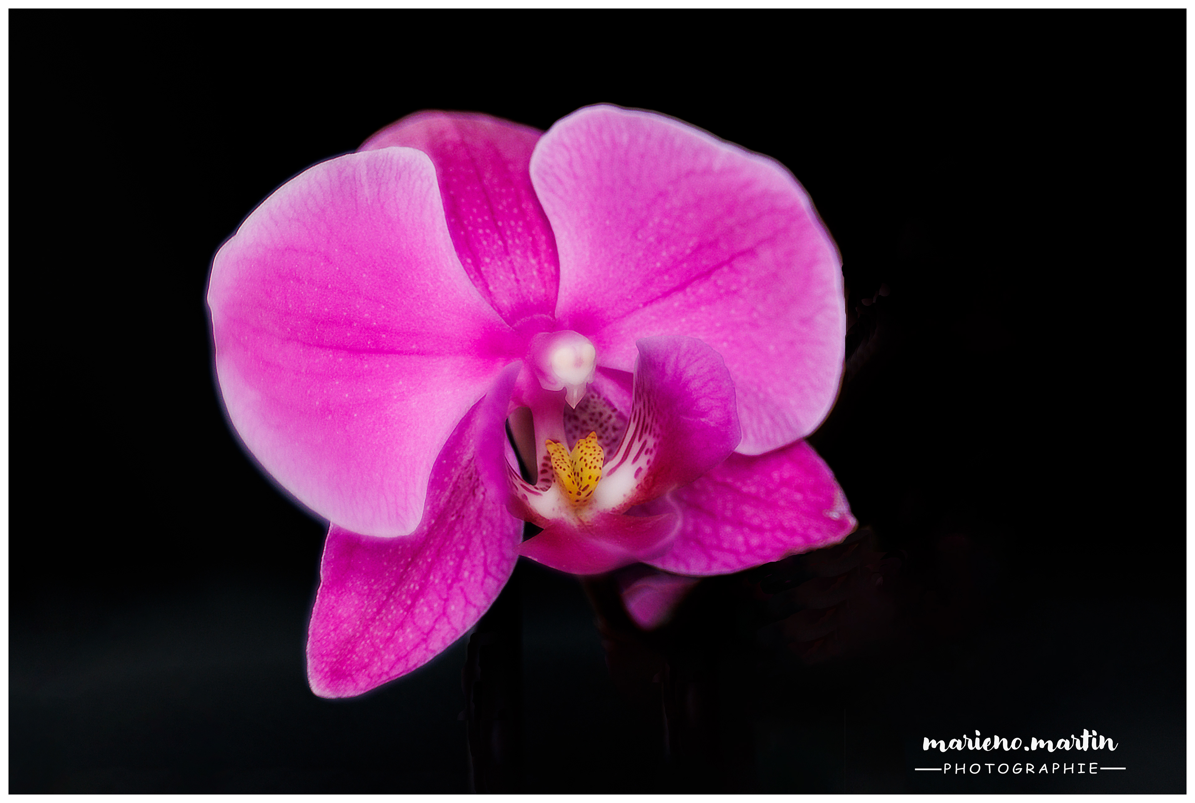 Pink orchid 