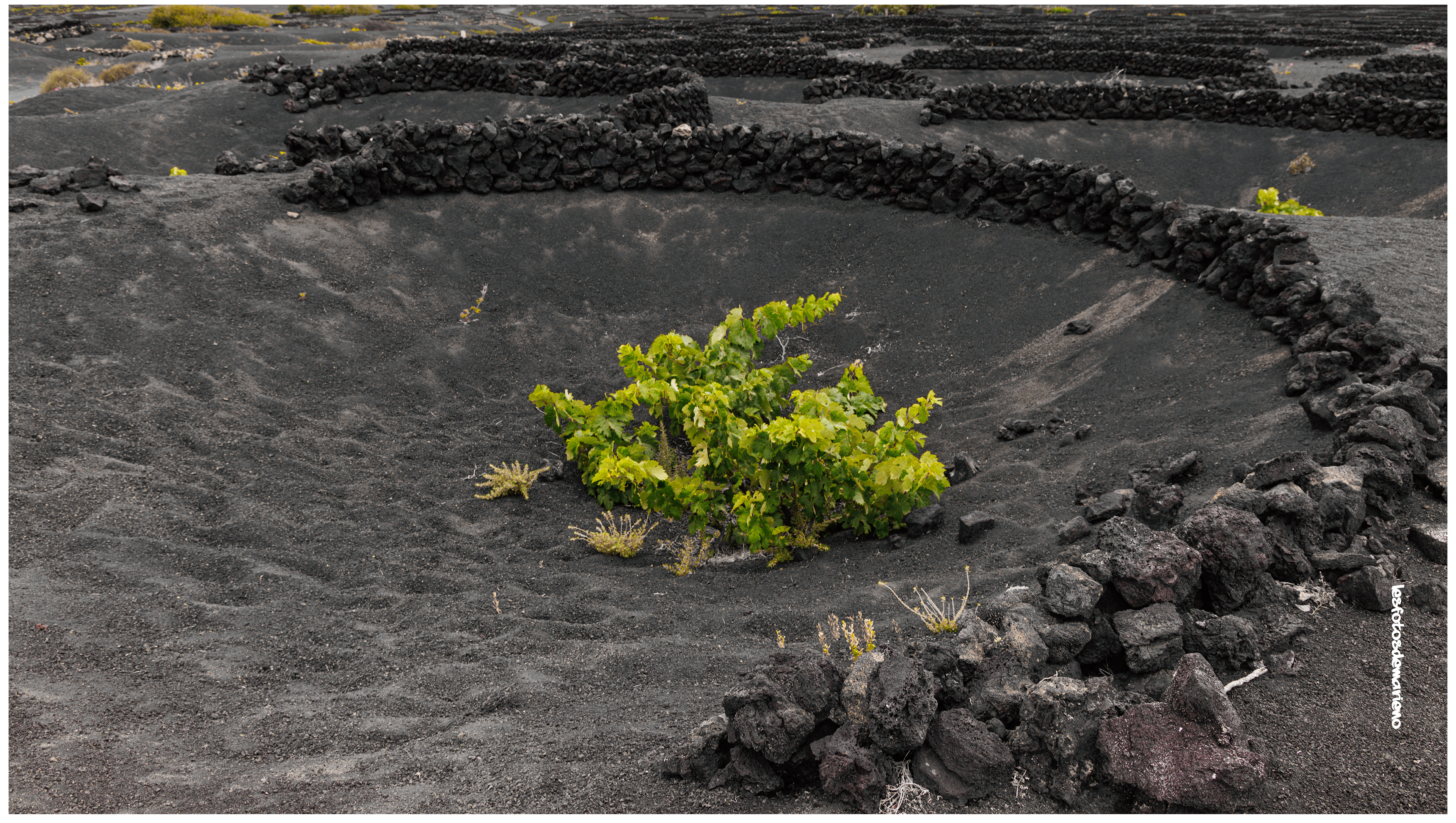 Culture de Malvoisi Volcanic 3- Lanzarote