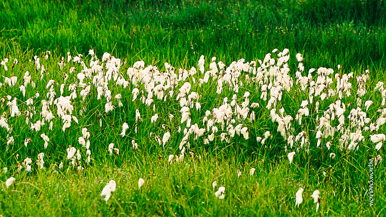 Le conton des marais