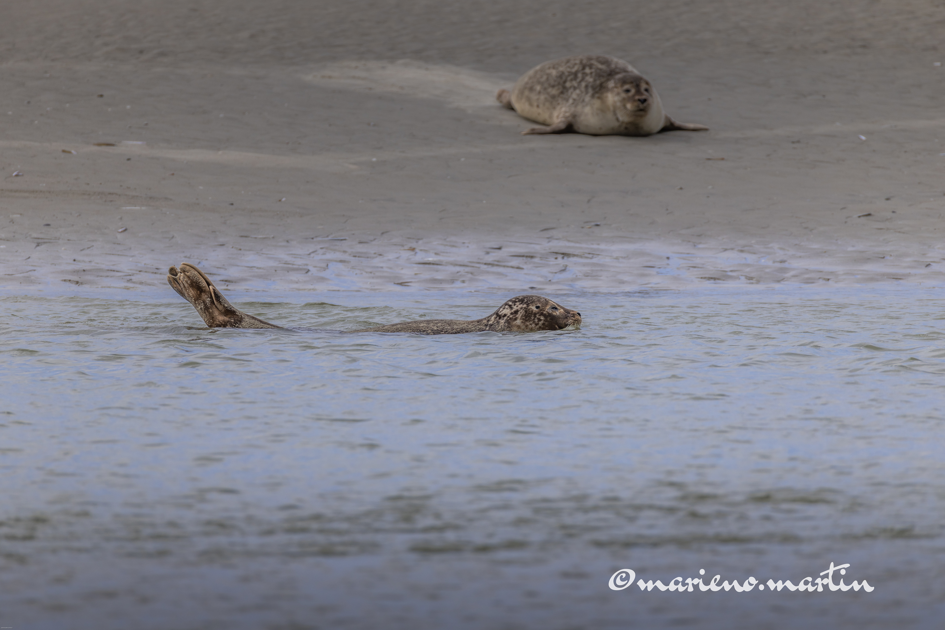 Phoque - berck plage
