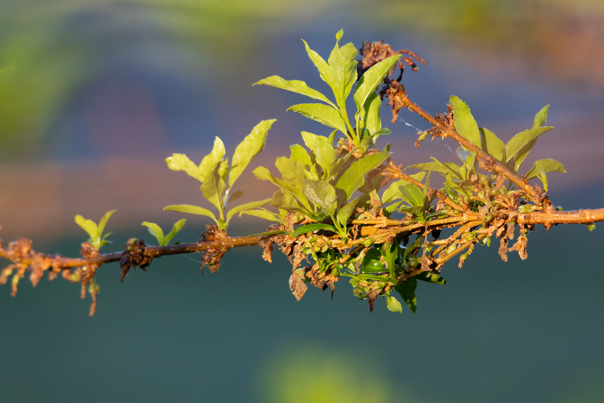 Lumière sur l'arbuste