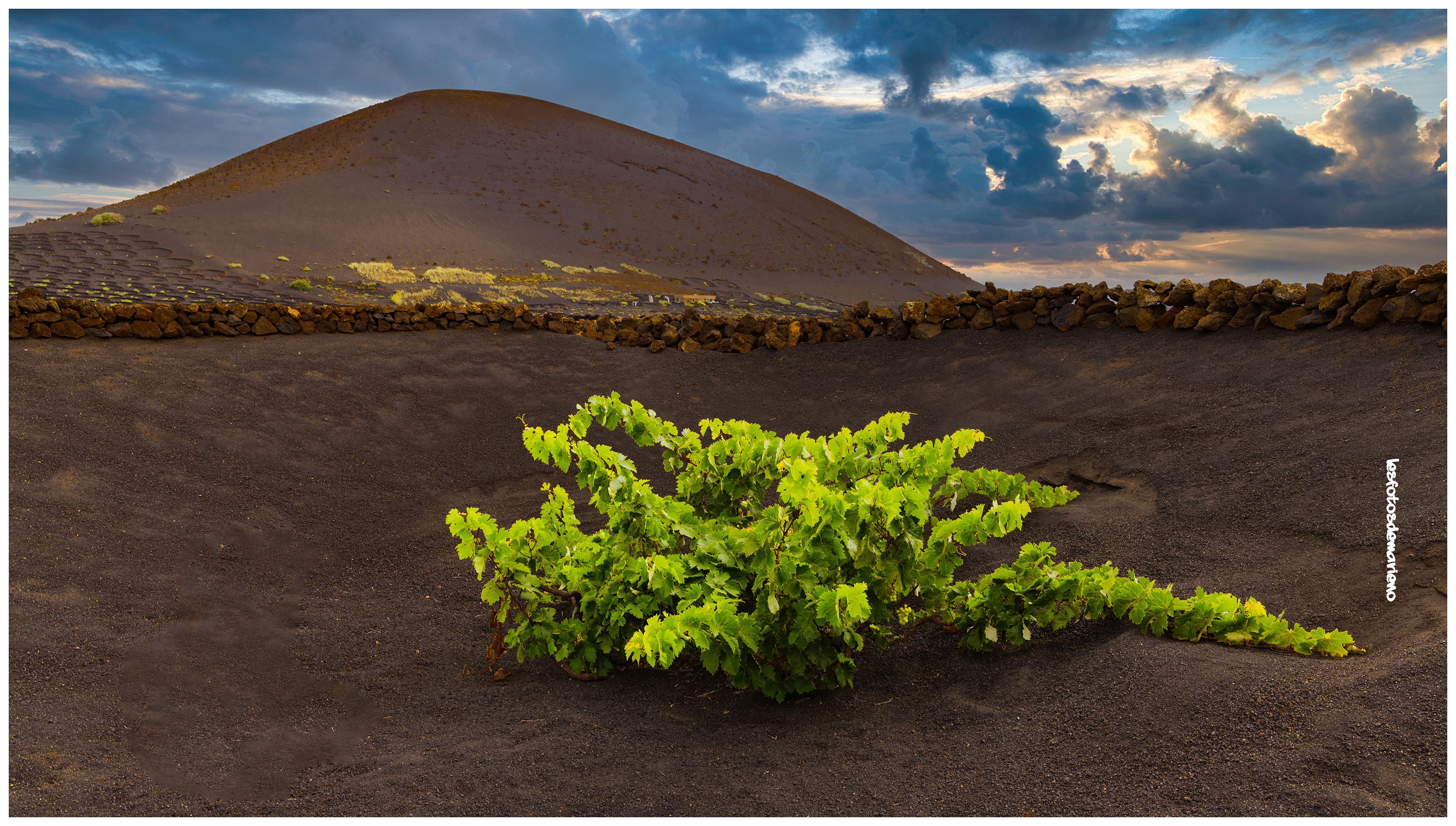 Culture du Malvoisi Volcanic 2 - Lanzarote