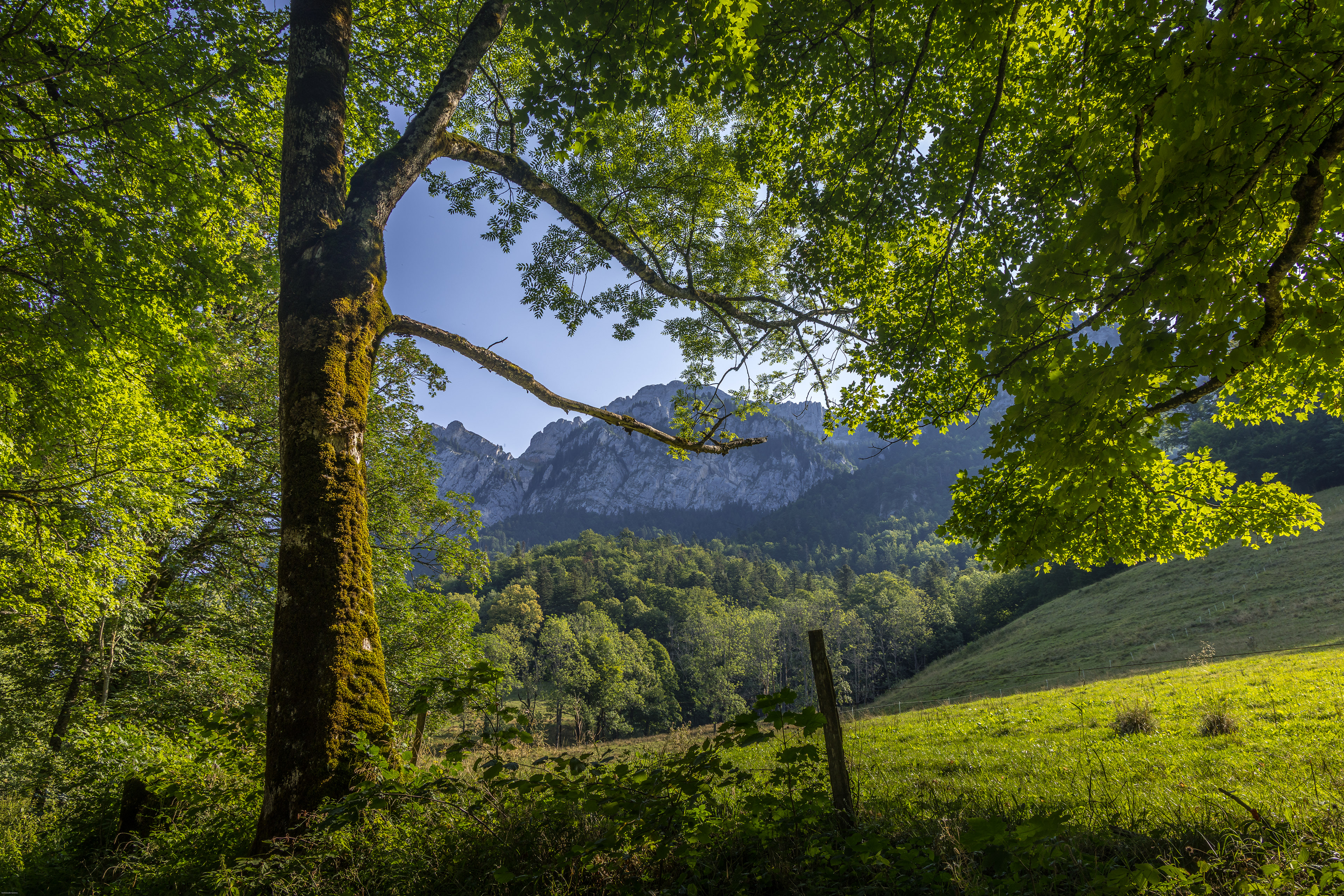La grande chartreuse