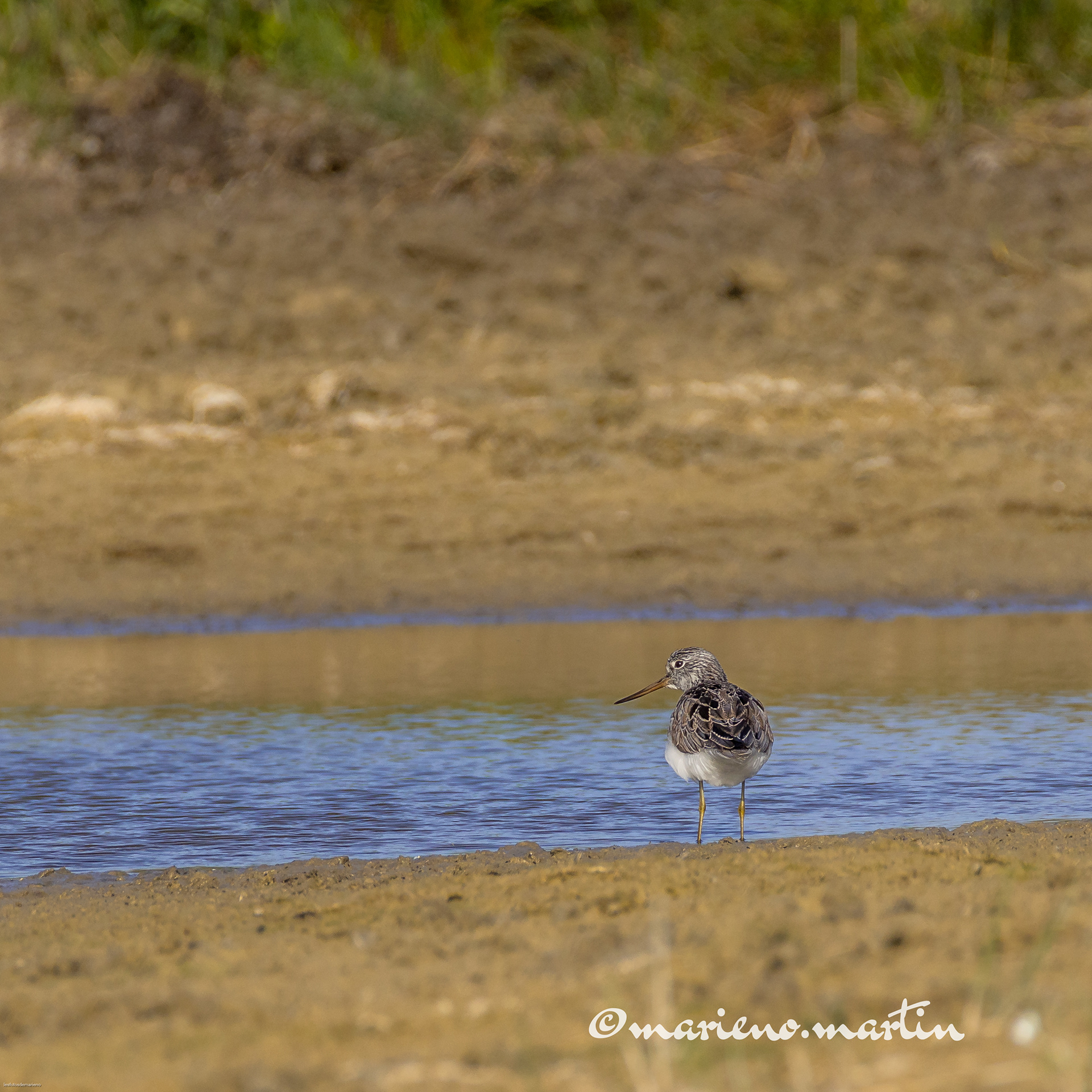 La bécassine des marais