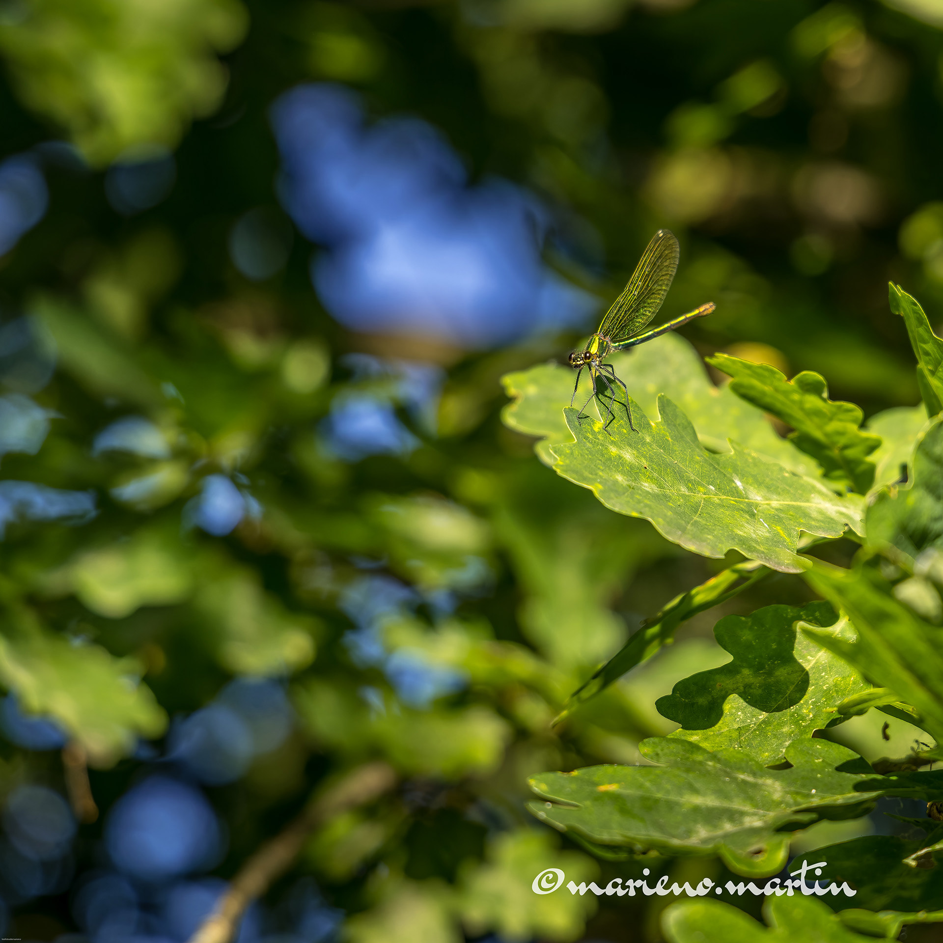 Sur les bords de l'allier
