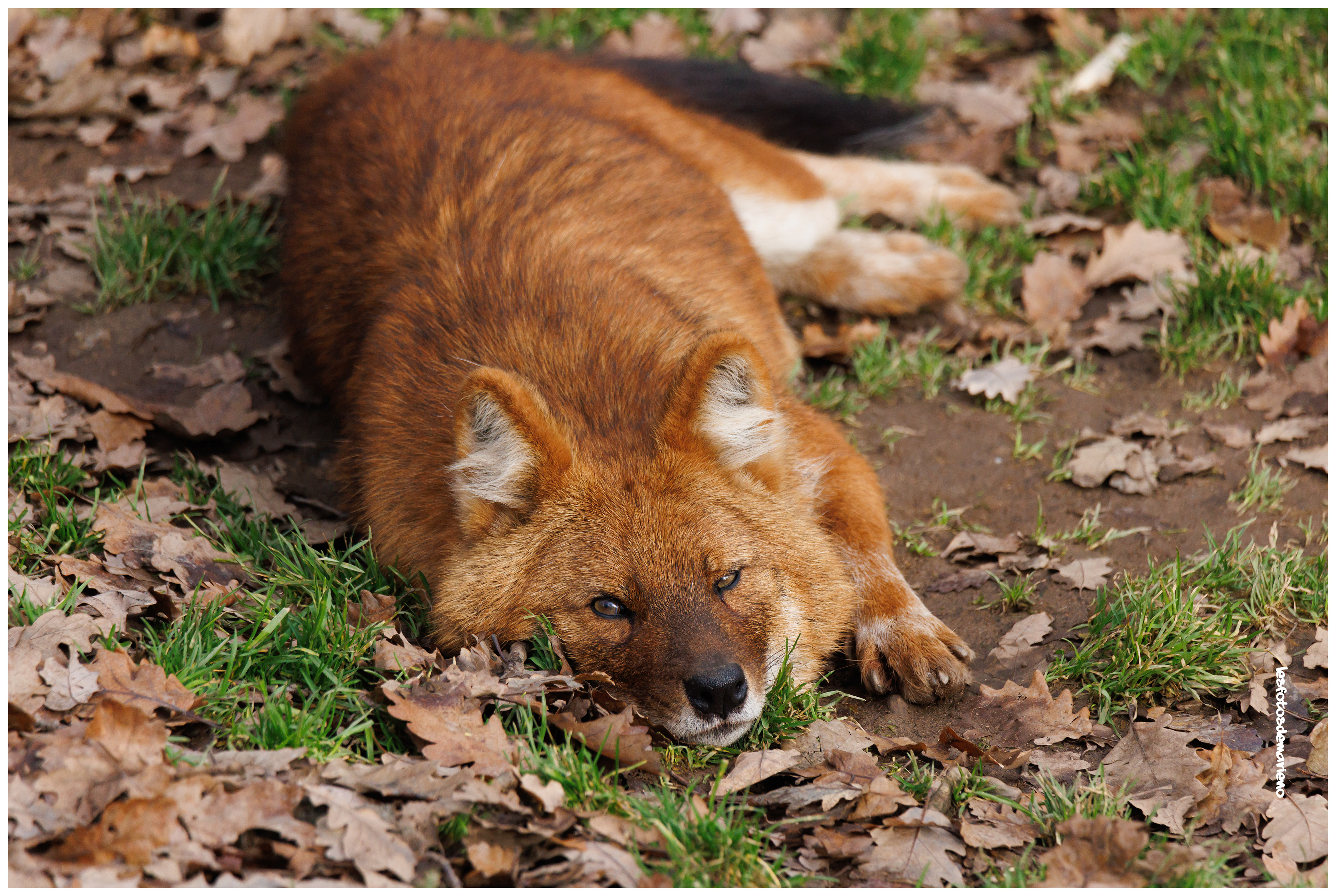 Le dhole 