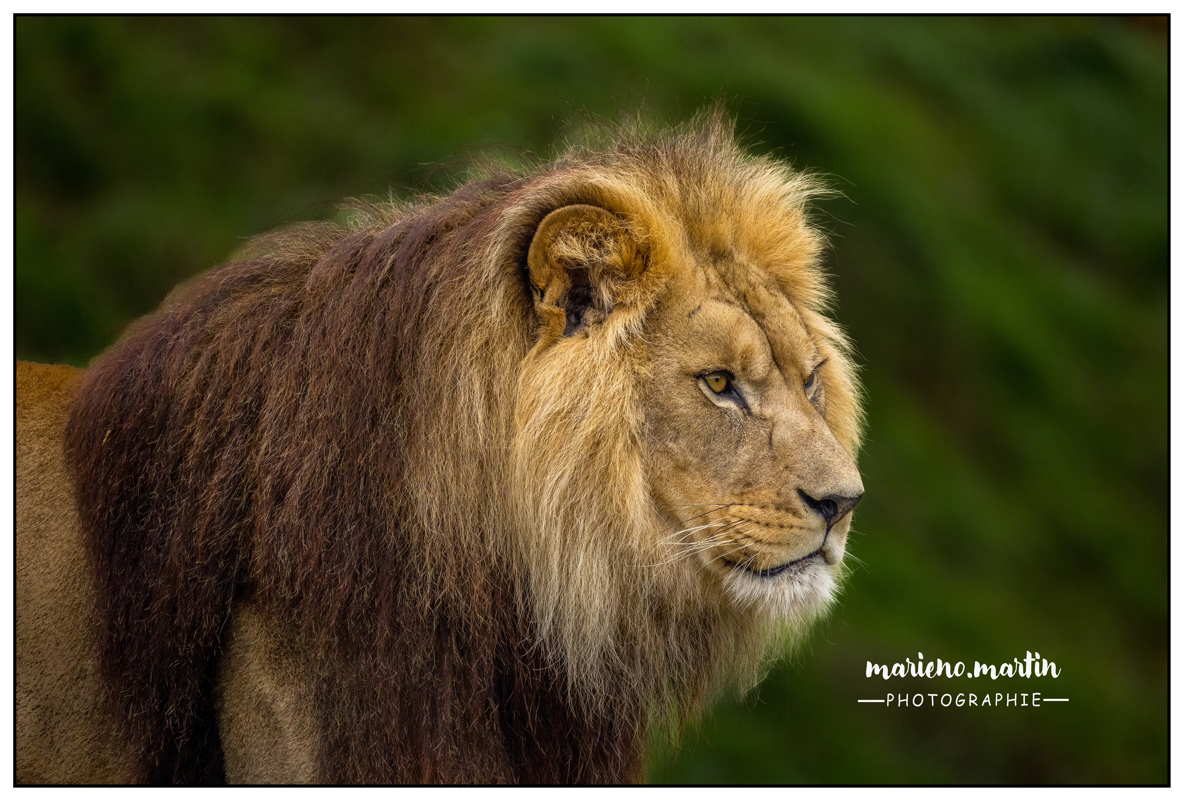 Le roi lion
