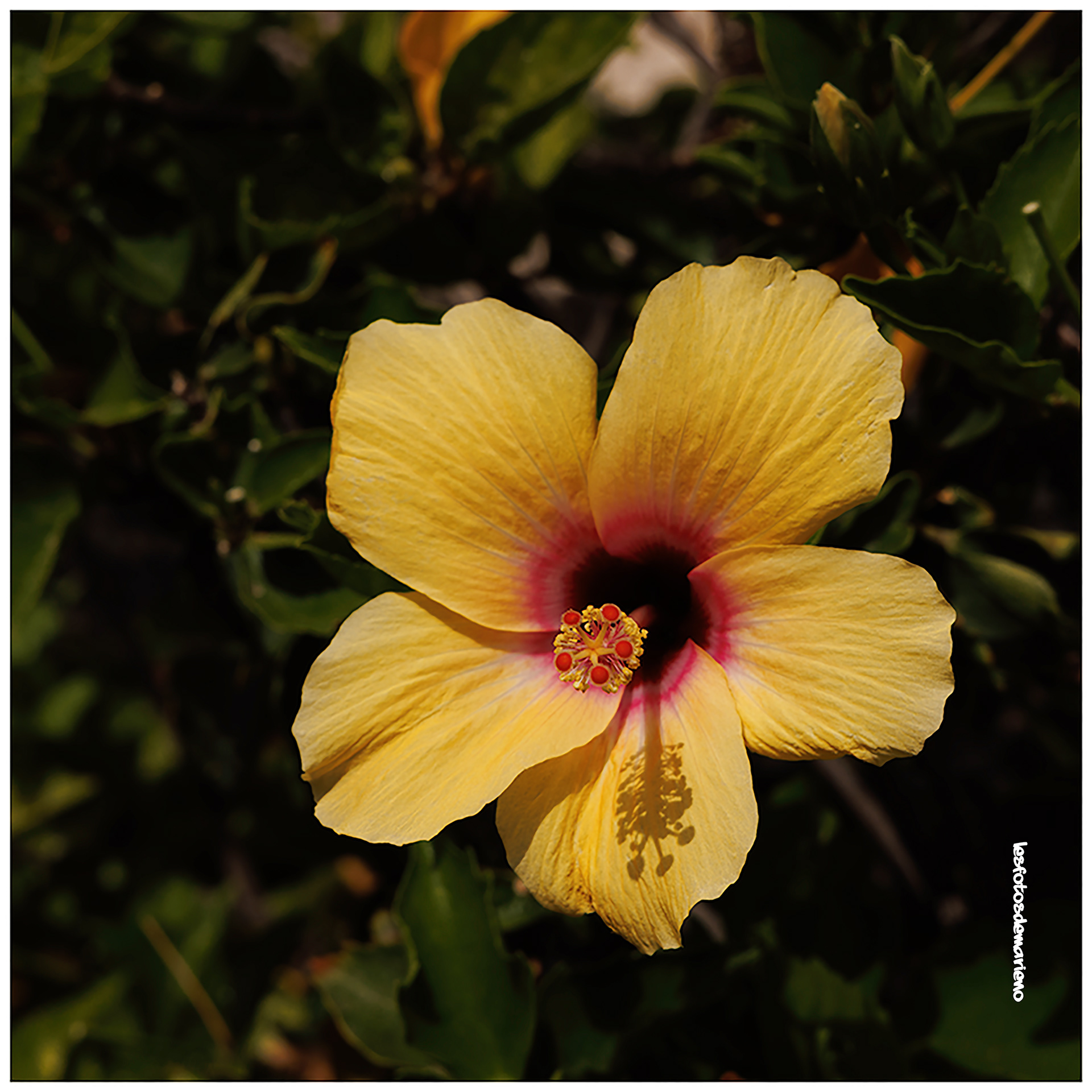Hibiscus