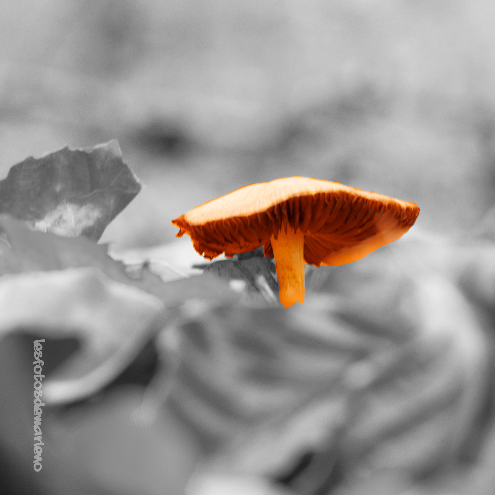Stunning mushroom