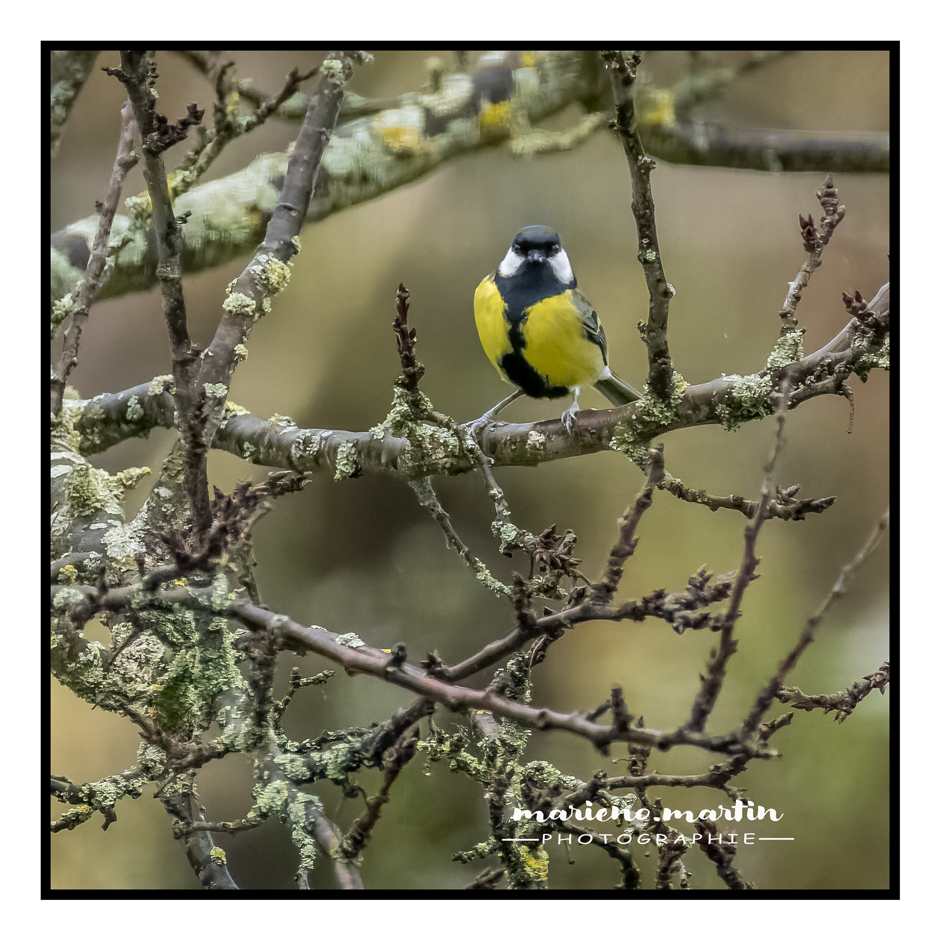 La mésange charbonnière