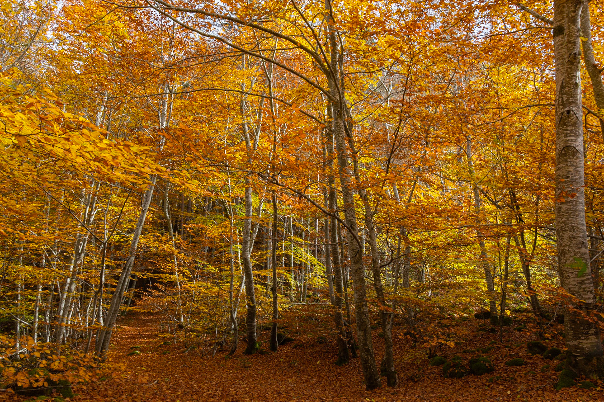La forêt de Bourdianne