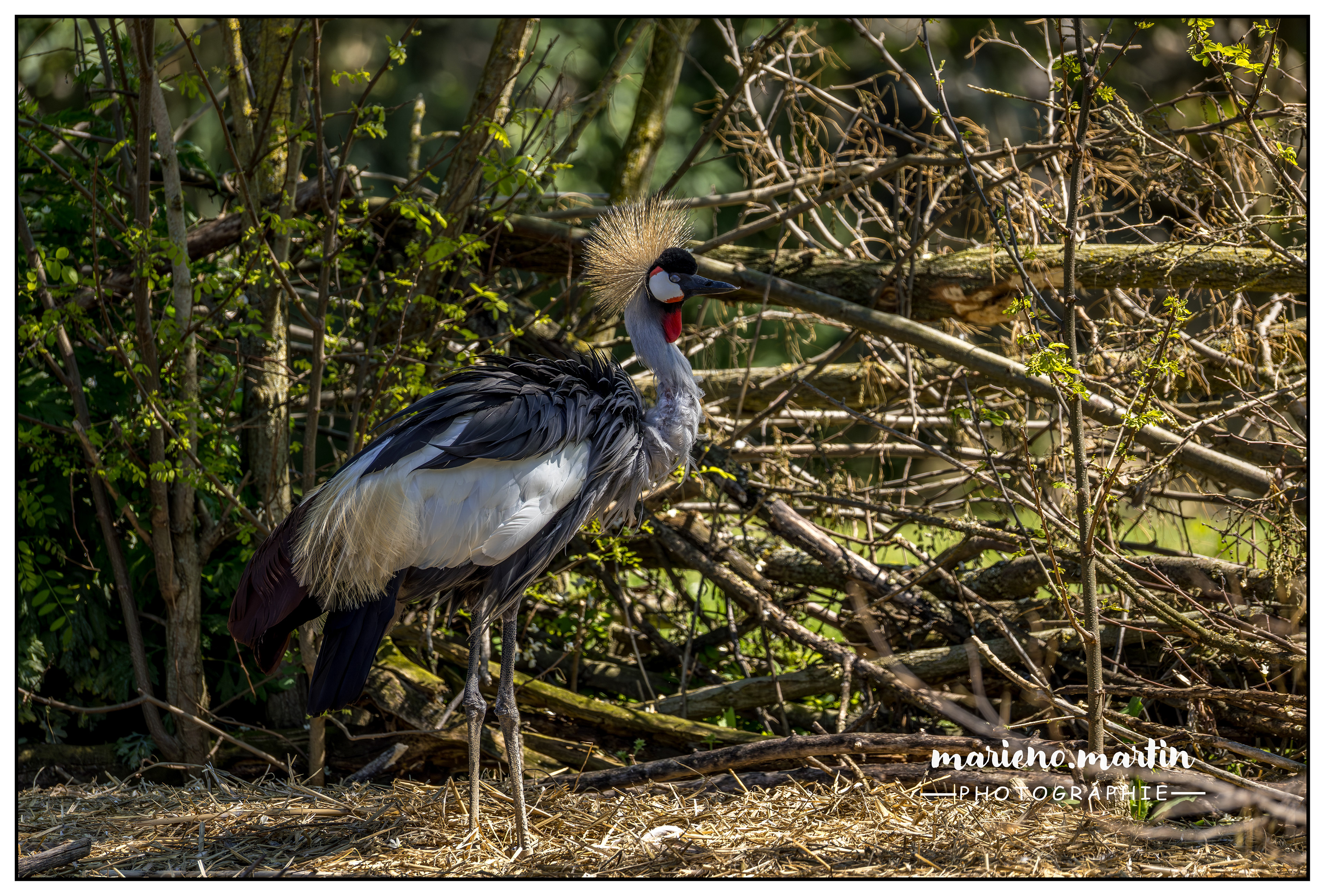 Grue royale endormie