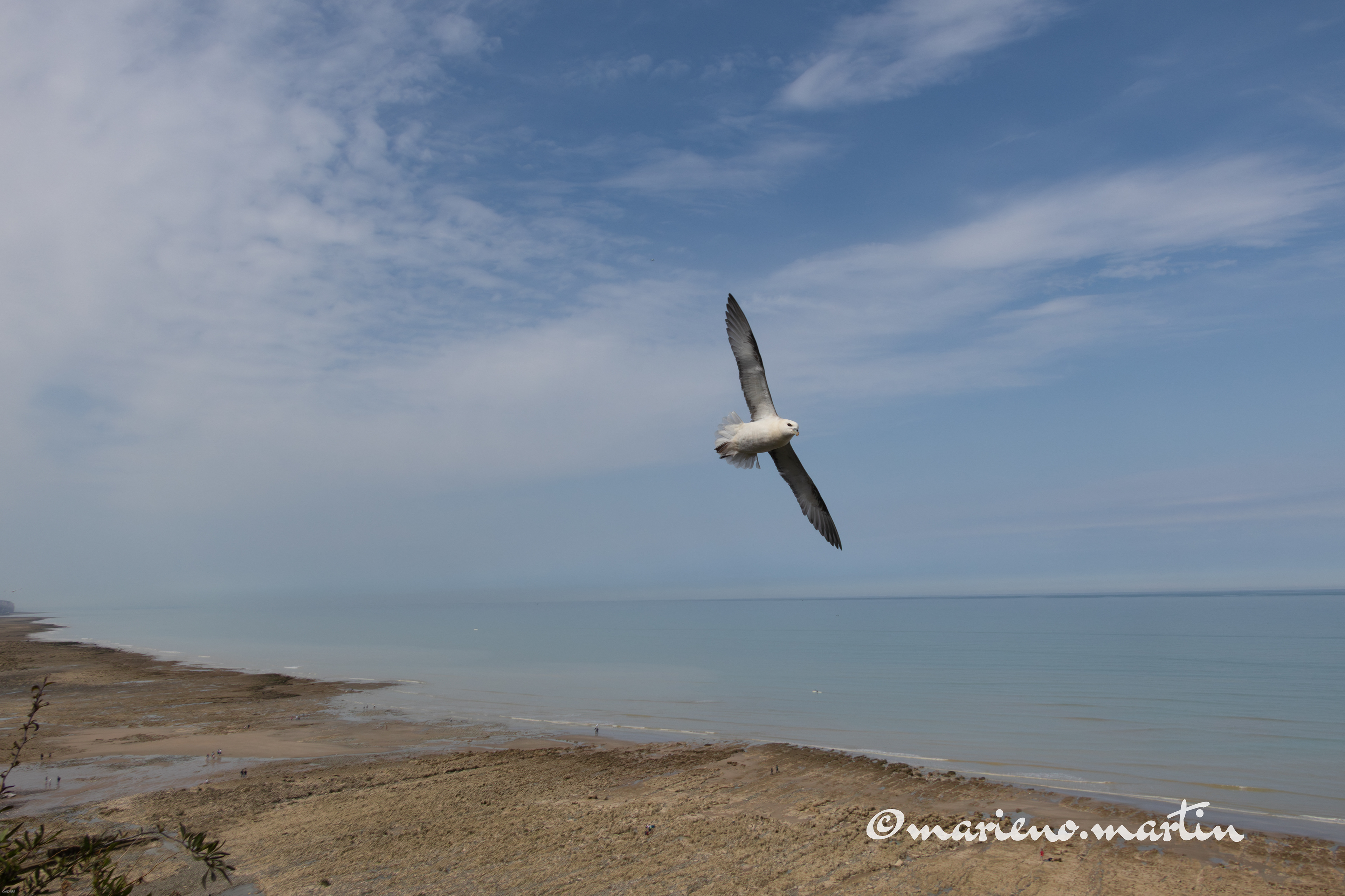 Fulmar boreal