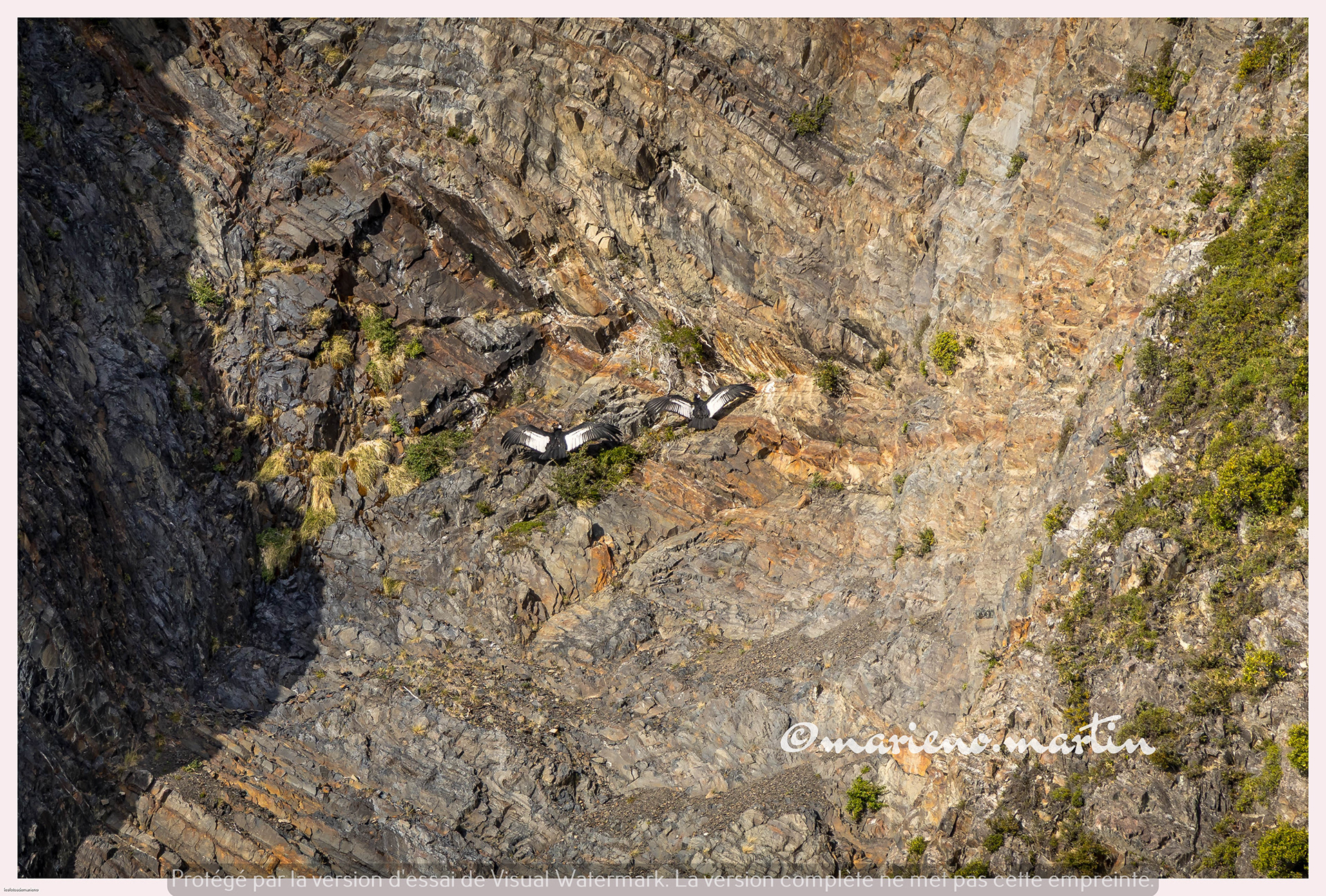Les condors